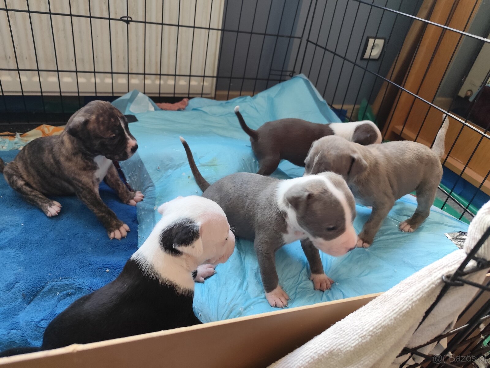 Rezerwacja szczeniąt Amstaff - 3