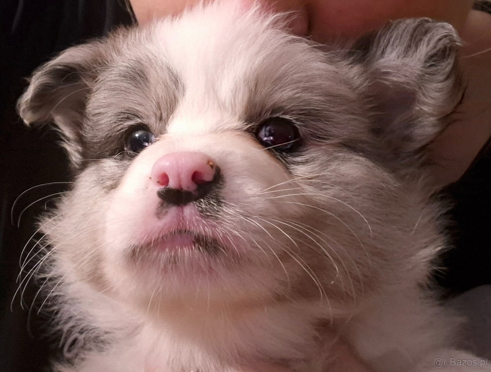 Border collie ZKwP - 3