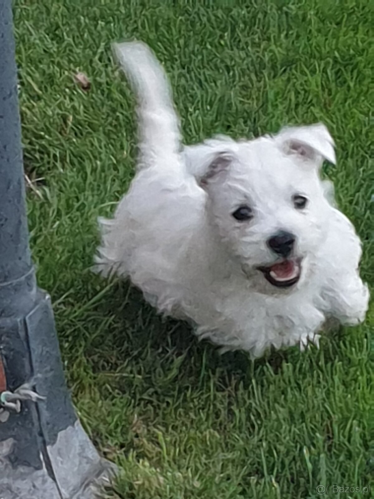 West Highland White Terrier - 3