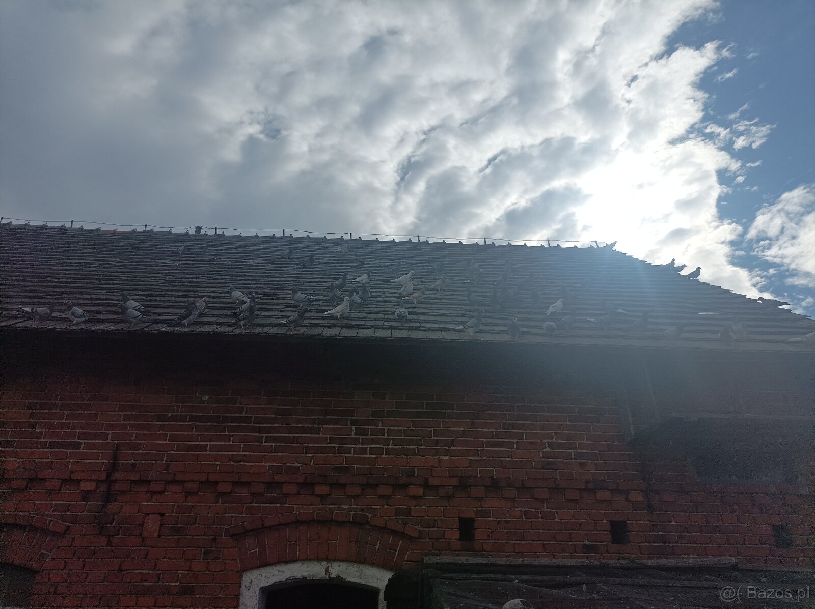 Gołębie pocztowe - 3