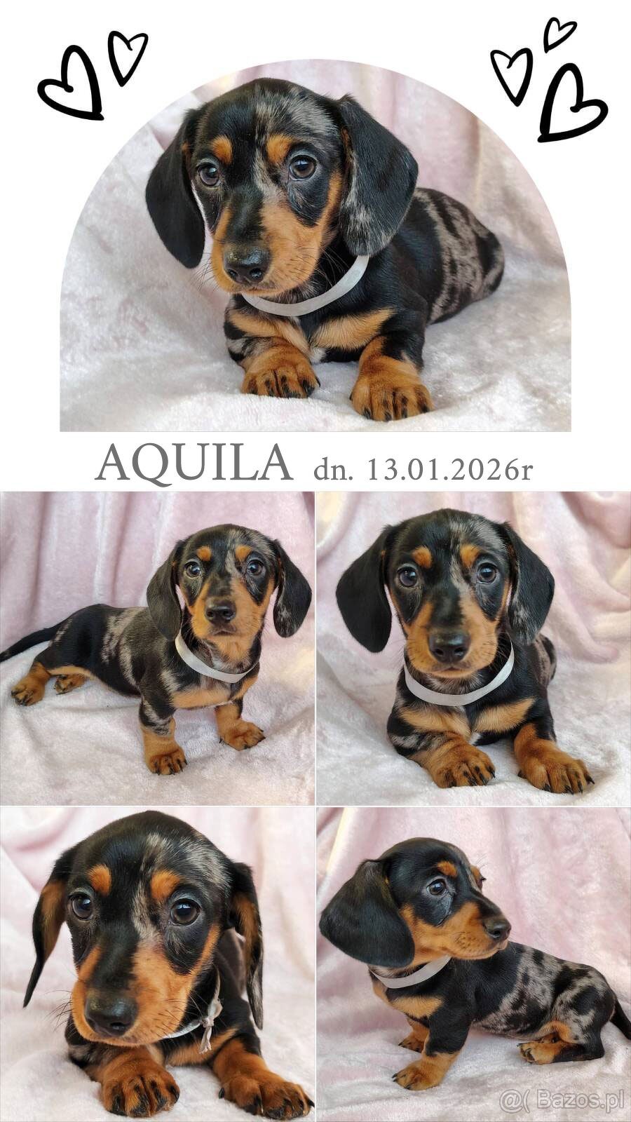 SUCZKA Jamnik krótkowłosy Merle podpalana Aquila Kraków - 3