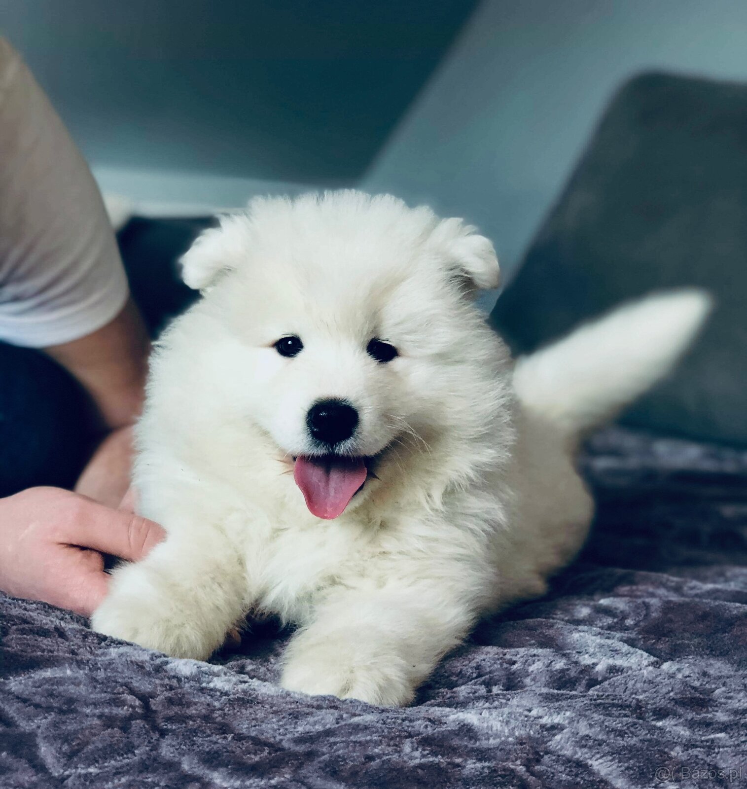 Samoyed Szczenięta - 3