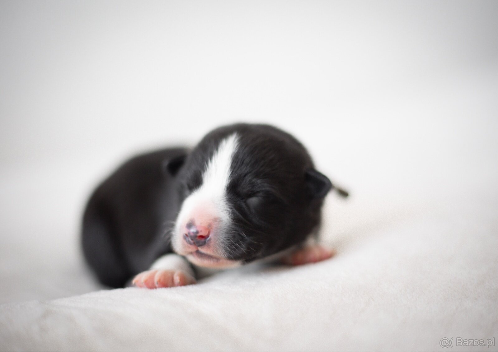 Szczenięta Karelski pies na niedźwiedzie z rodowodem FCI - 3