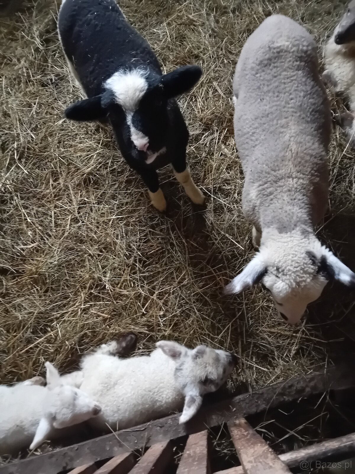 Baranki do Twojego ogródka - 3