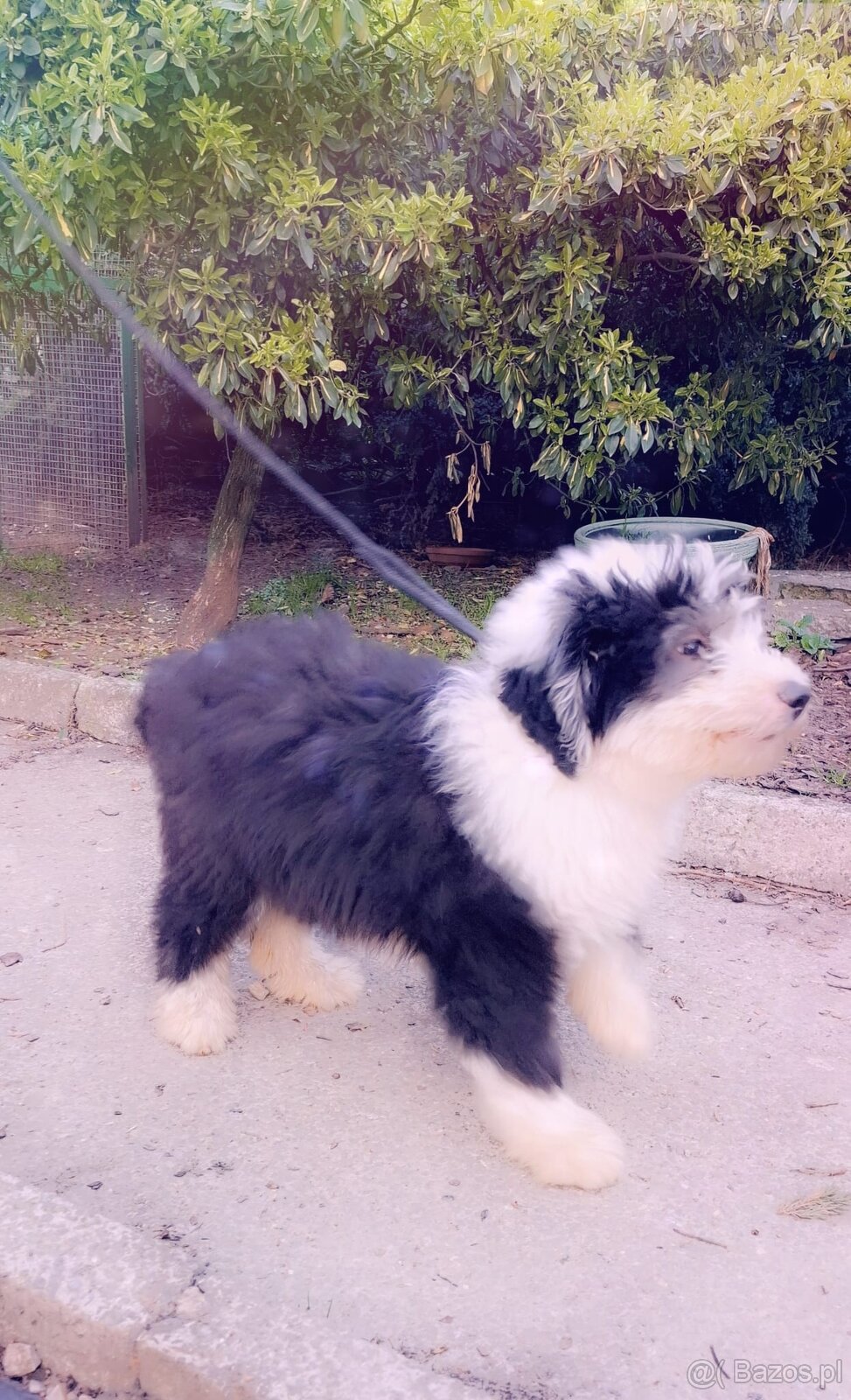 Owczarek Staroangielski Bobtail - 3