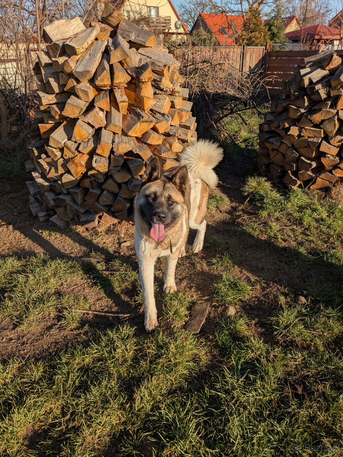 Akita Amerykańska FCI - 3