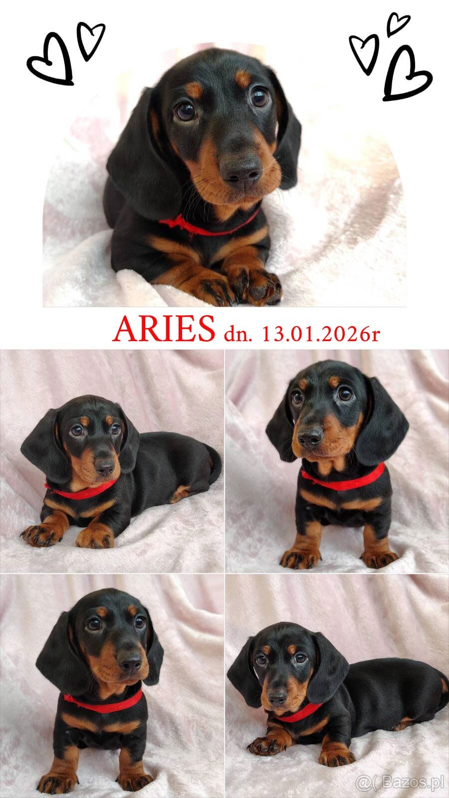 SAMIEC Jamnik krótkowłosy Czarny podpalany Aries Kraków - 3