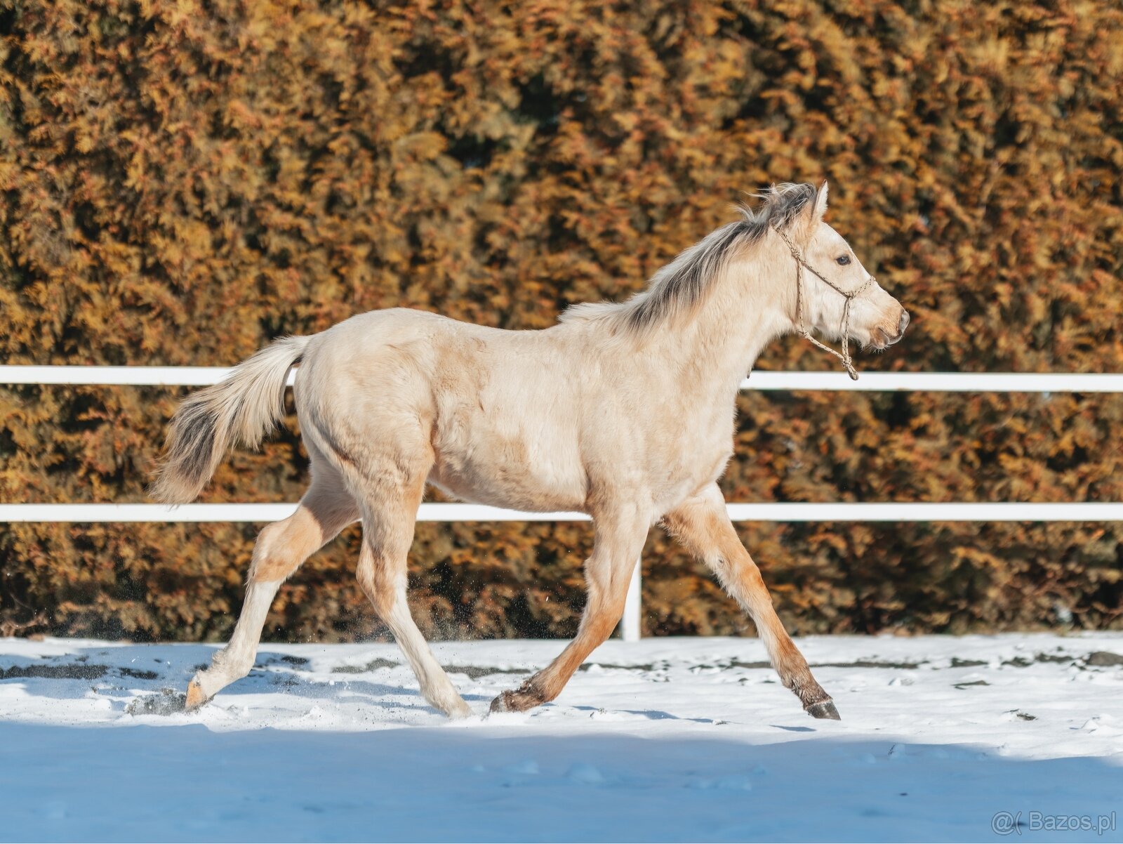 Luksusowy ogierek - 3