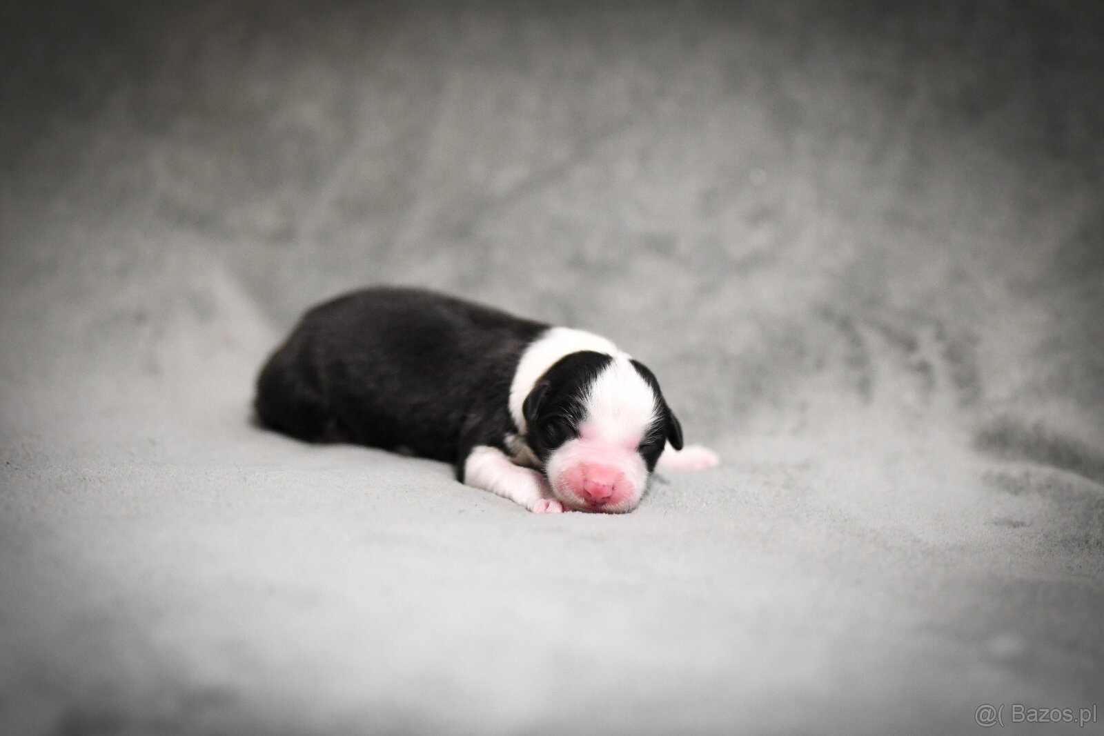 Border collie - 3