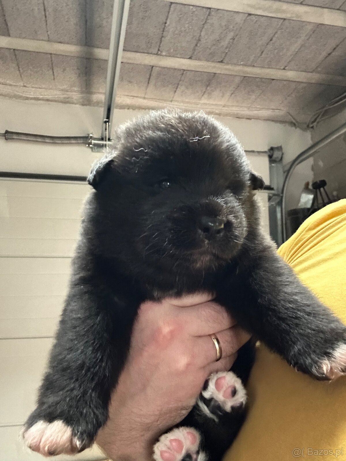 Oddam w dobre ręce cztery urocze szczeniaki akita inu - 3