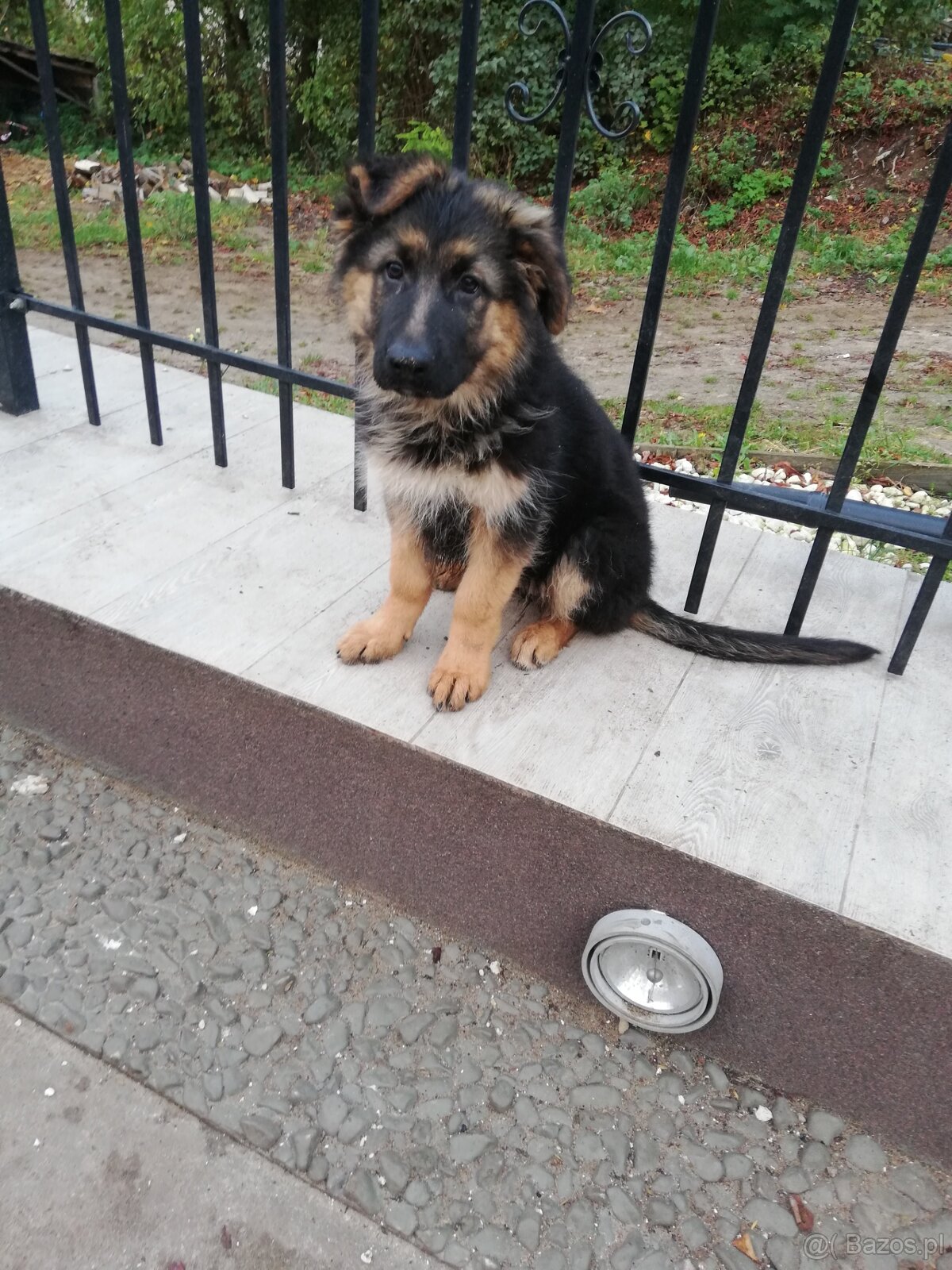 Szczeniak owczarka niemieckiego - 3