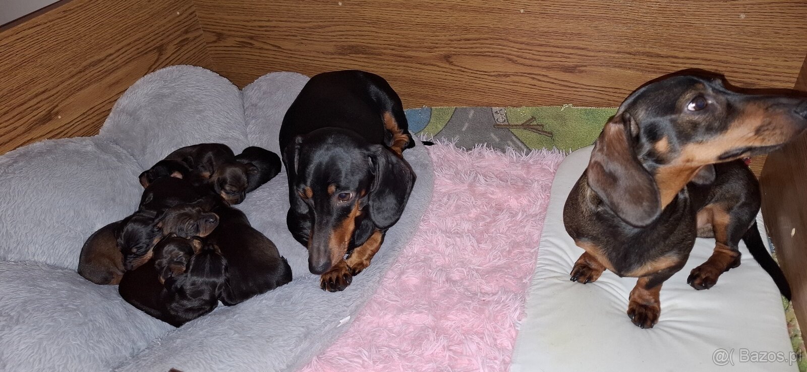 Jamnik miniaturka krótkowłosy - 3