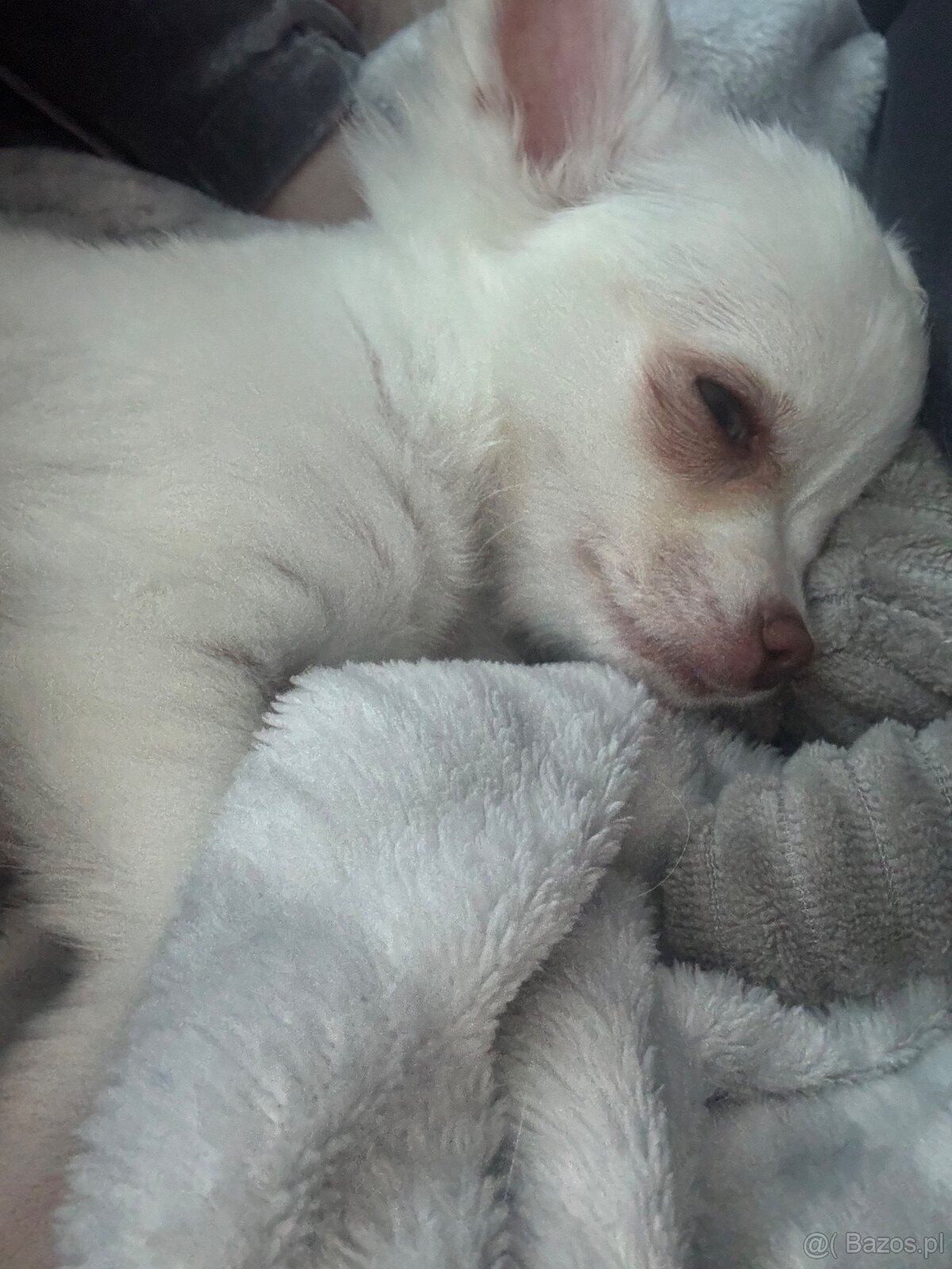 Śliczna dziewczynka długowłosa Chihuahua - 3