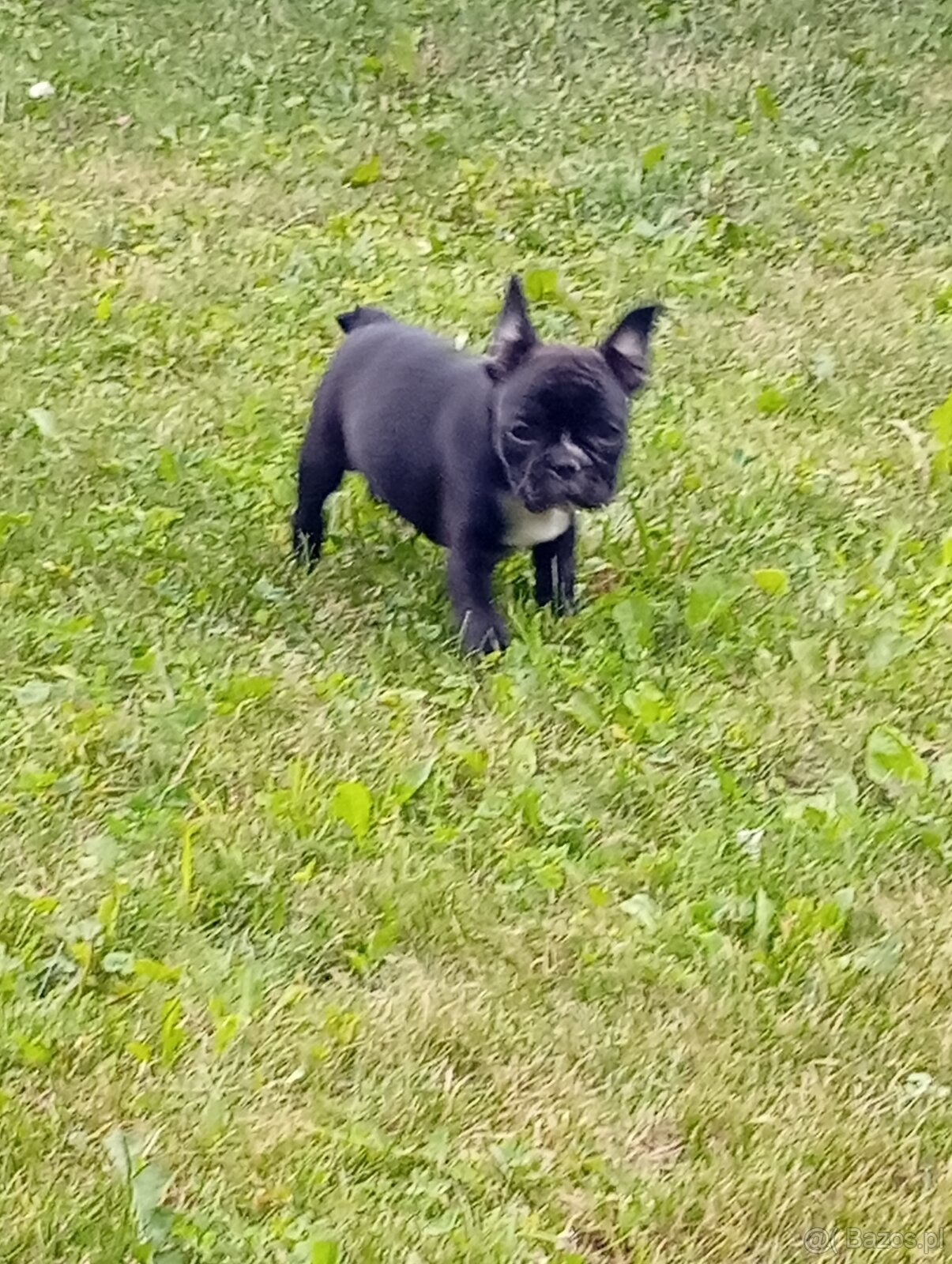 Buldog francuski - 3