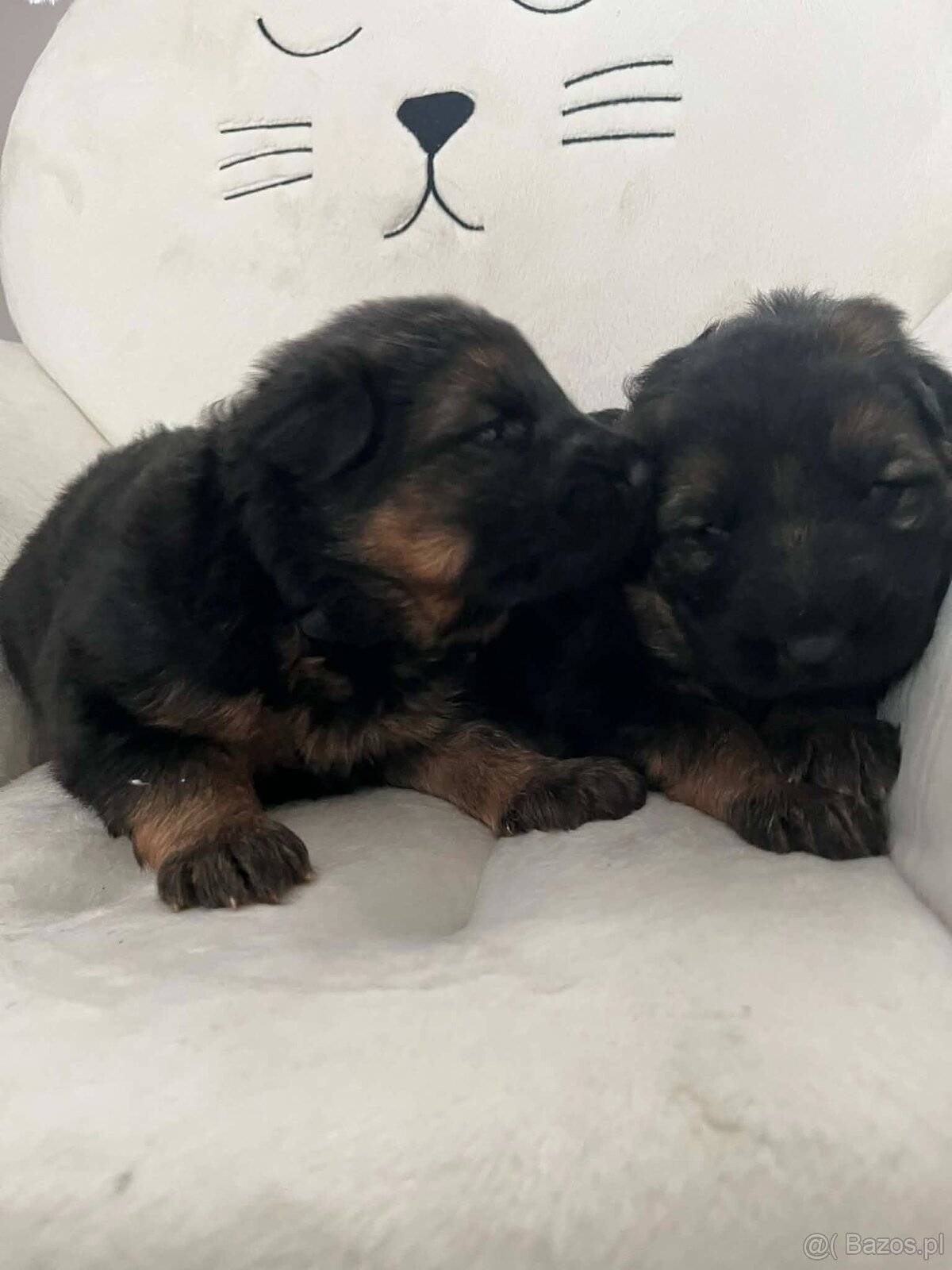 Owczarek Niemiecki Długowłosy - 3