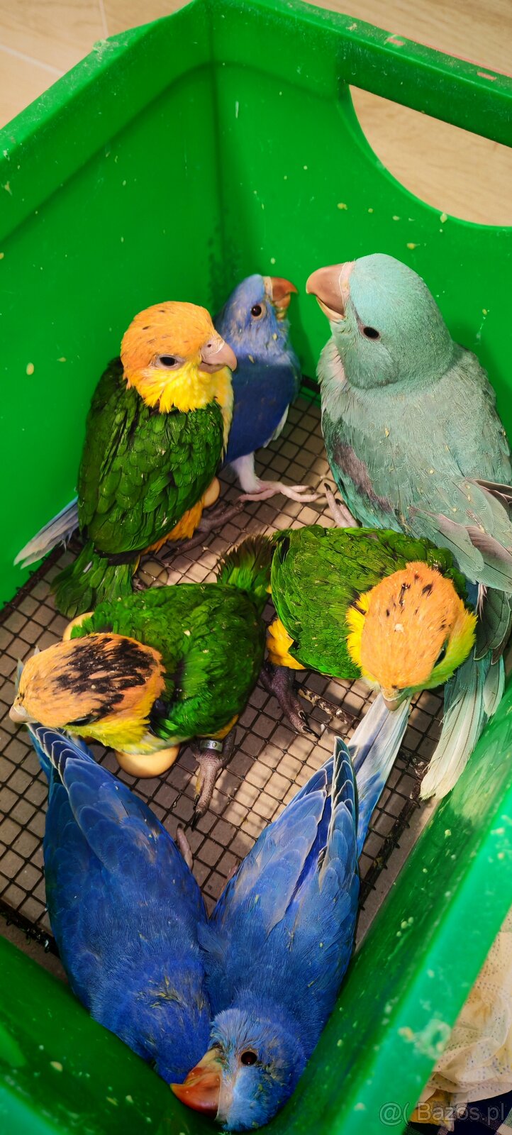 barwinka białobrzucha - 3