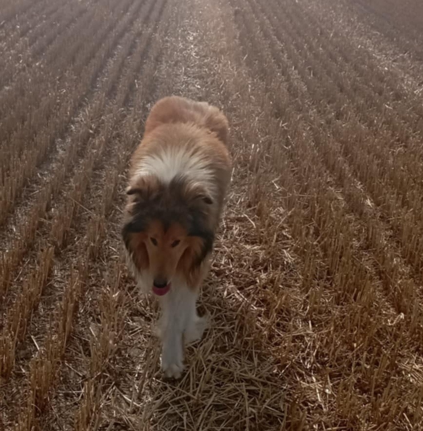 owczarek Szkocki - 3