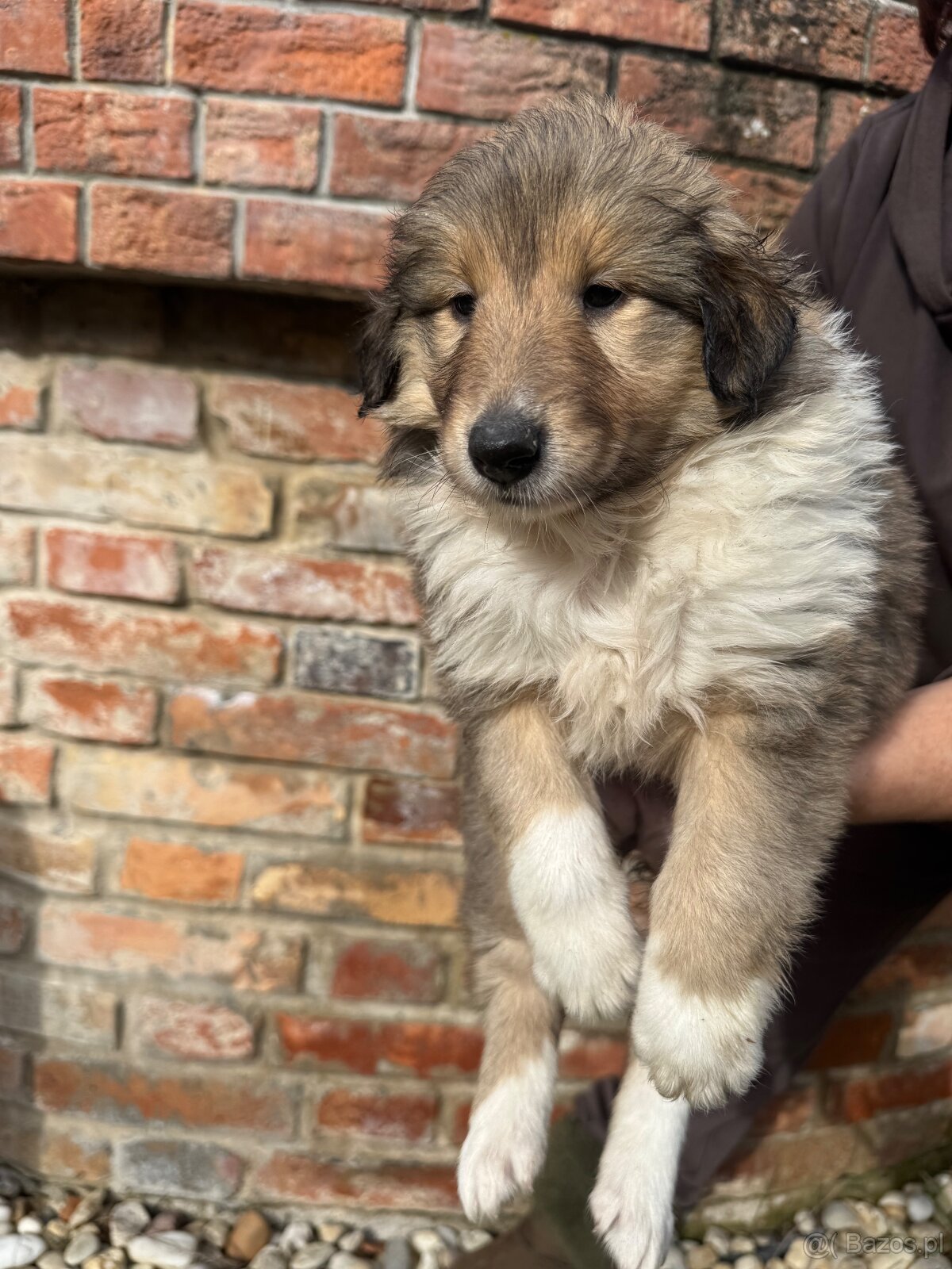 owczarek szkocki - 3