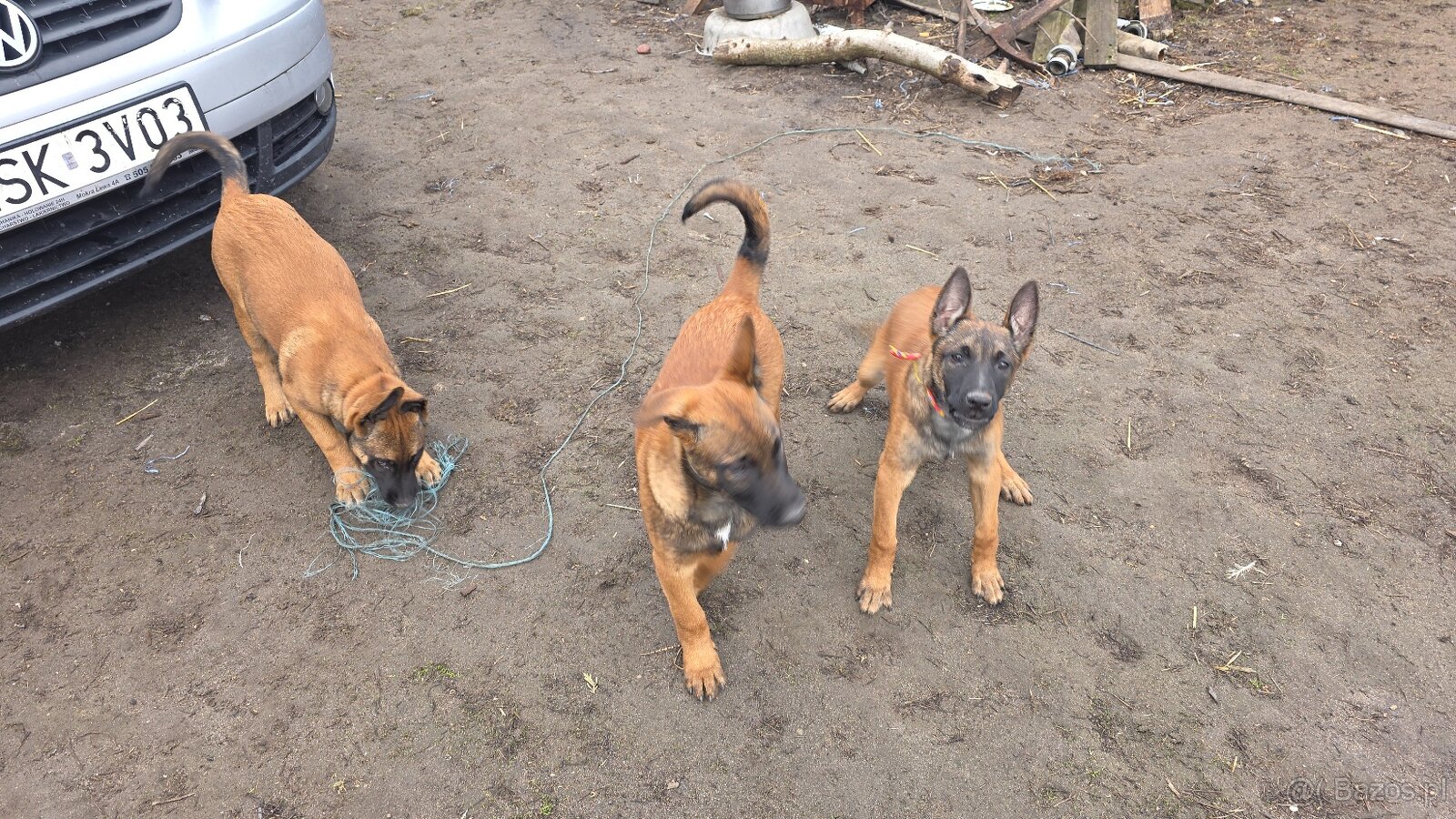 Owczarek belgijski - 3