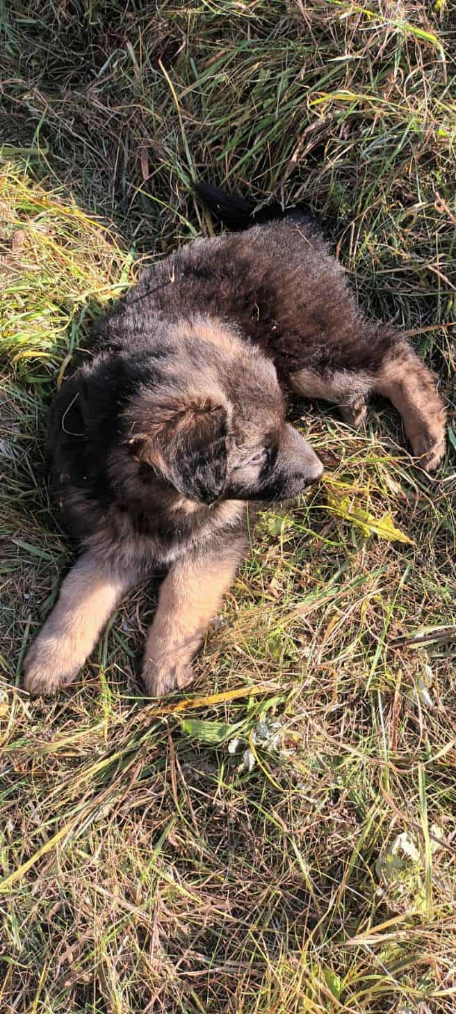 Owczarki niemieckie długowłose - 3