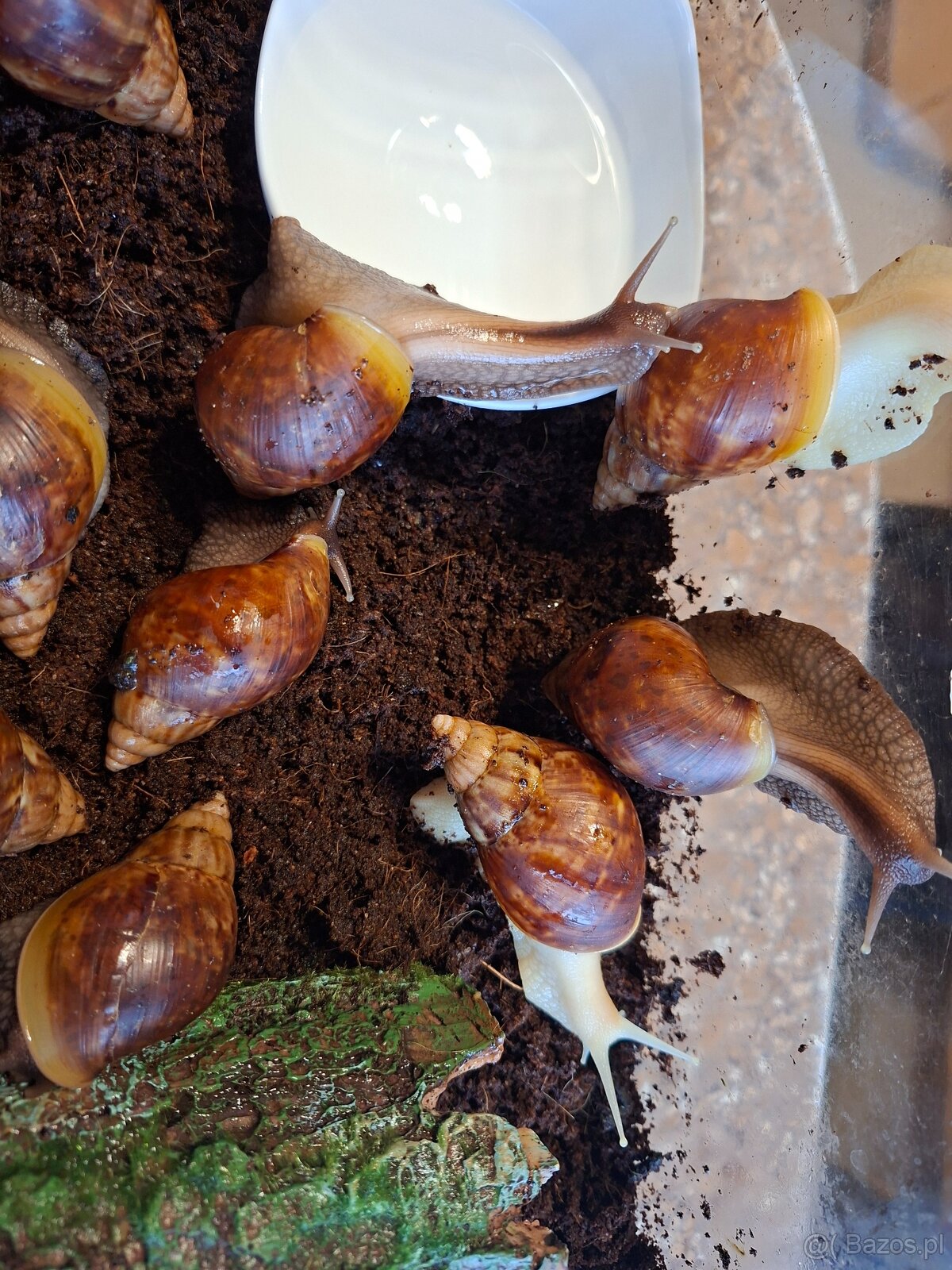 Sprzedam Ślimaki afrykańskie Lissachatina (Achatina)fulicia - 3