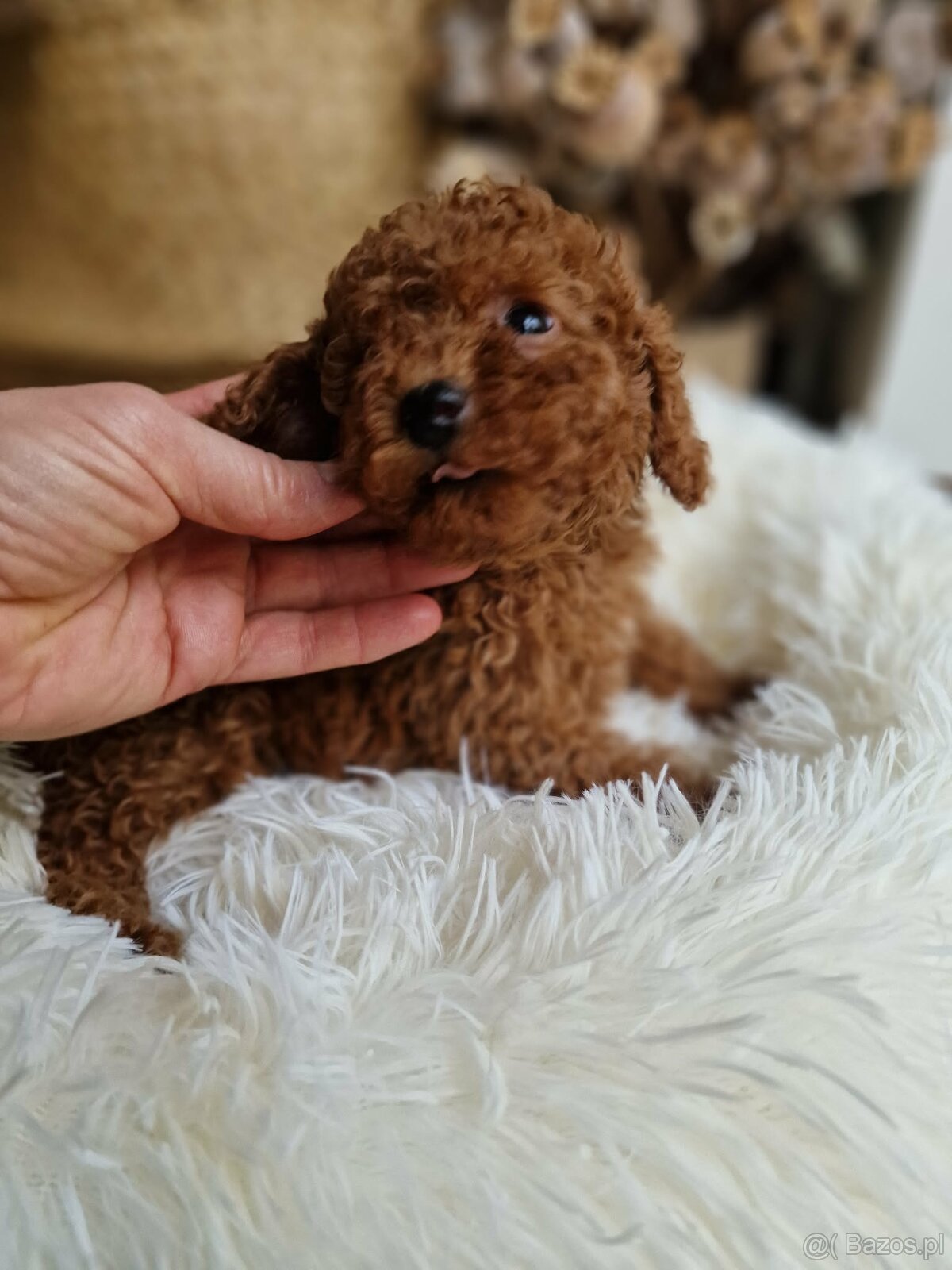 Pudel toy chlopczyk badania genetyczne - 3