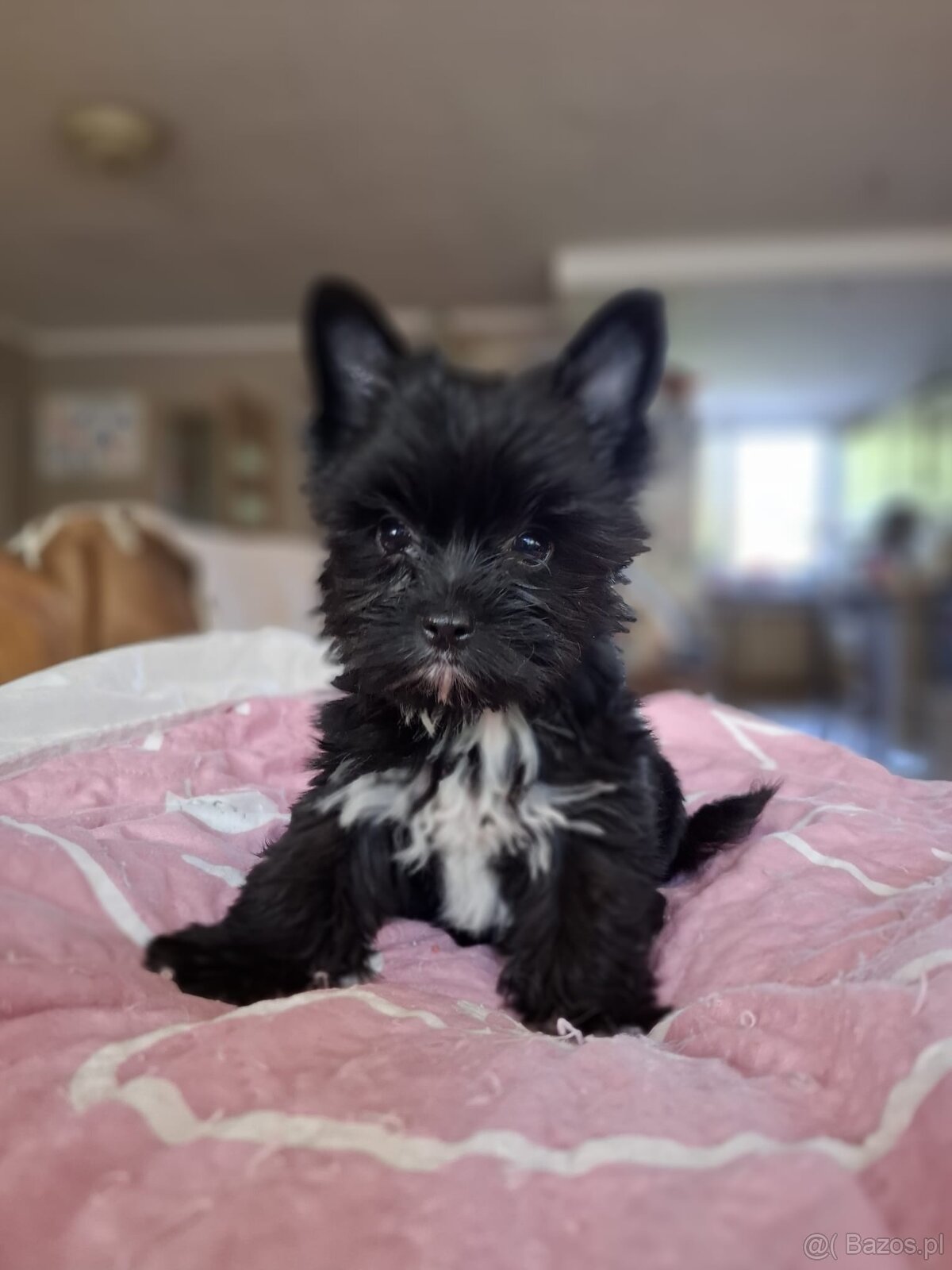 Yorkshire terrier czarny xs - 3