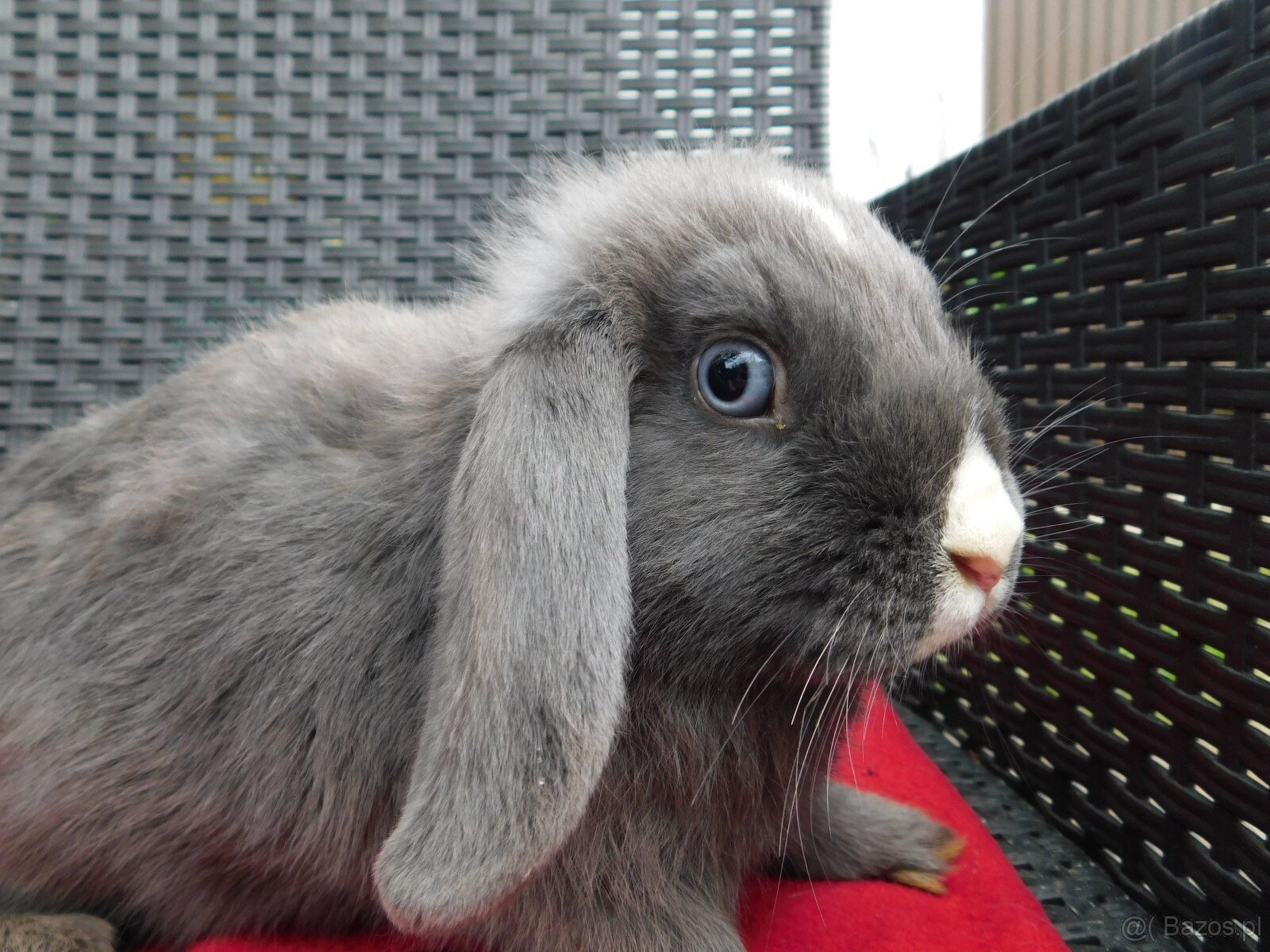 Samiczka niebieska baranka mini lop - 3