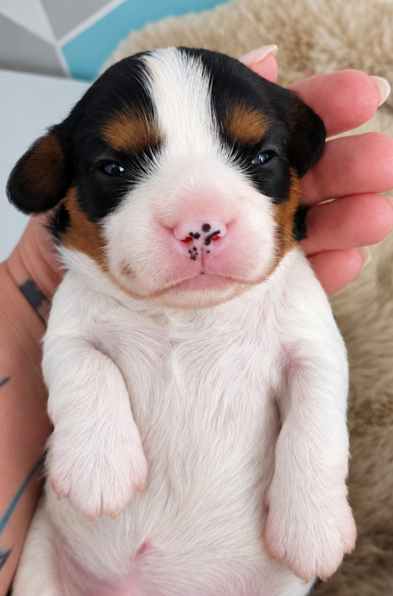 Cavalier King Charles spaniel piesek - 3