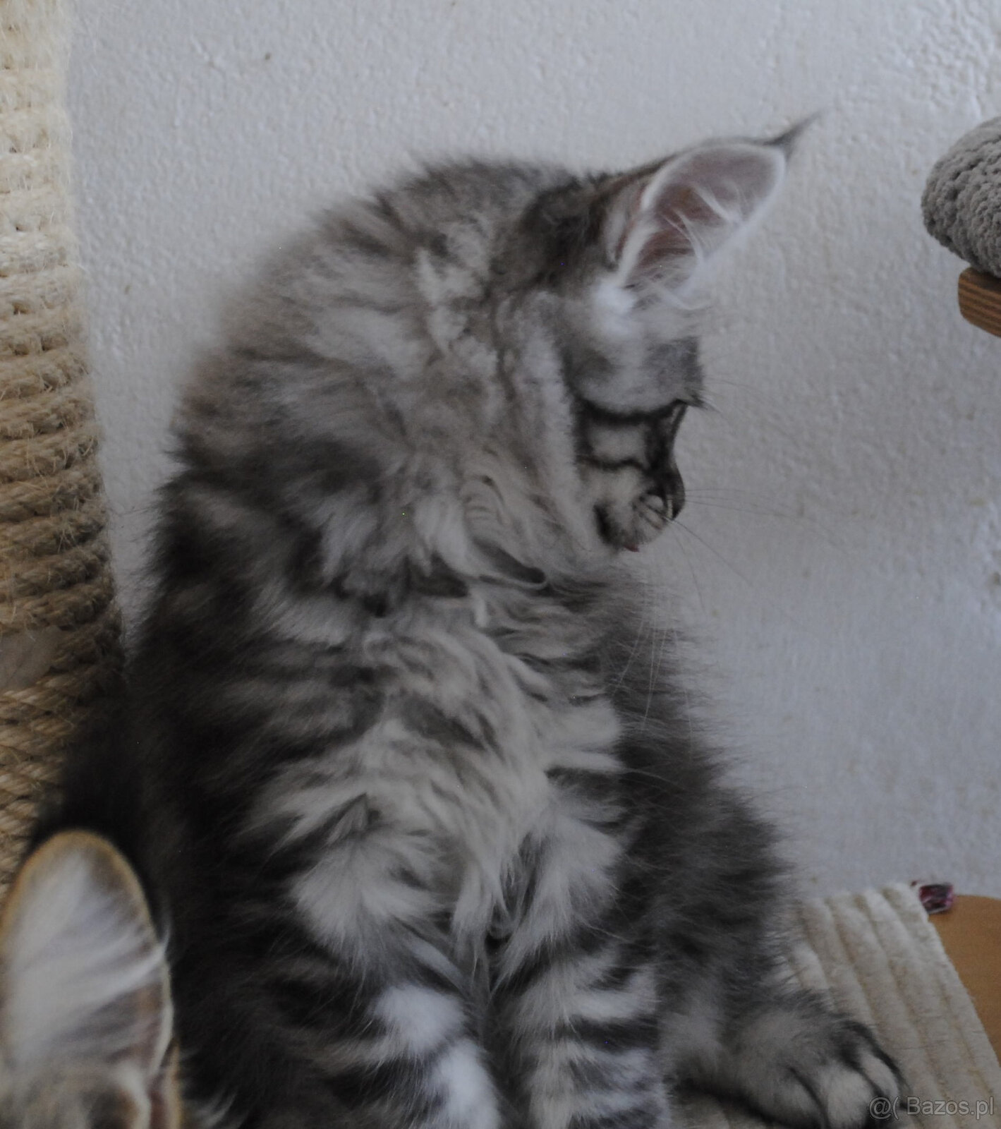 Śliczny srebrzysty kocurek maine coon - 3