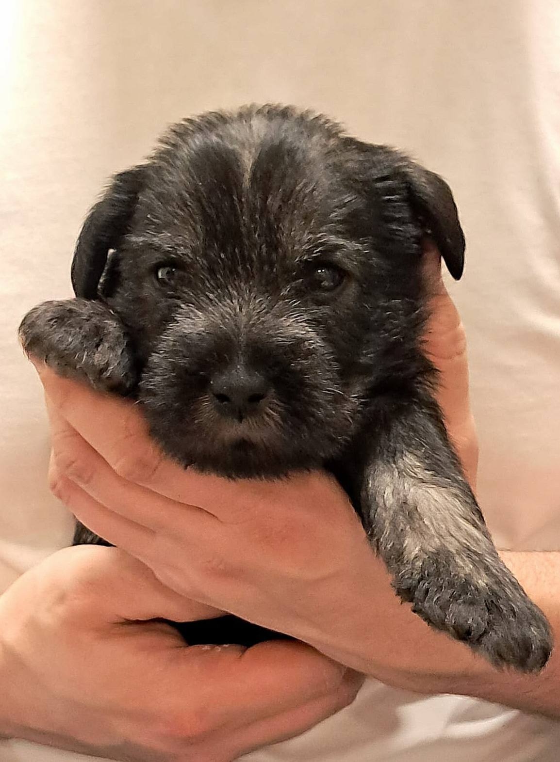 samiec-sznaucer średni pieprz i sół - 3