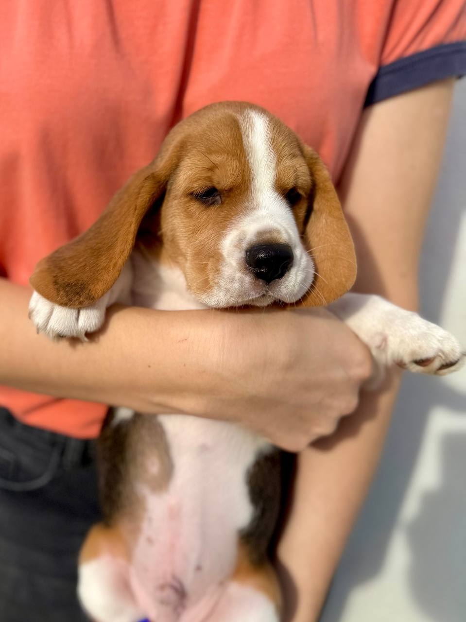 Szczenięta beagle z rodowodem - 3