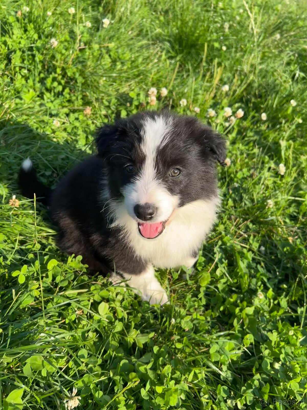 Szczeniaki border collie - 3