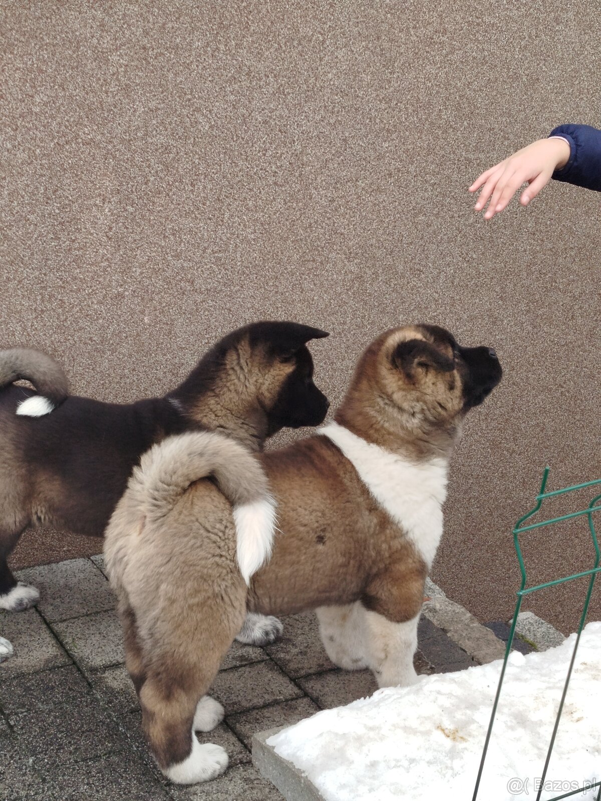 Akita amerykańska pies - 3