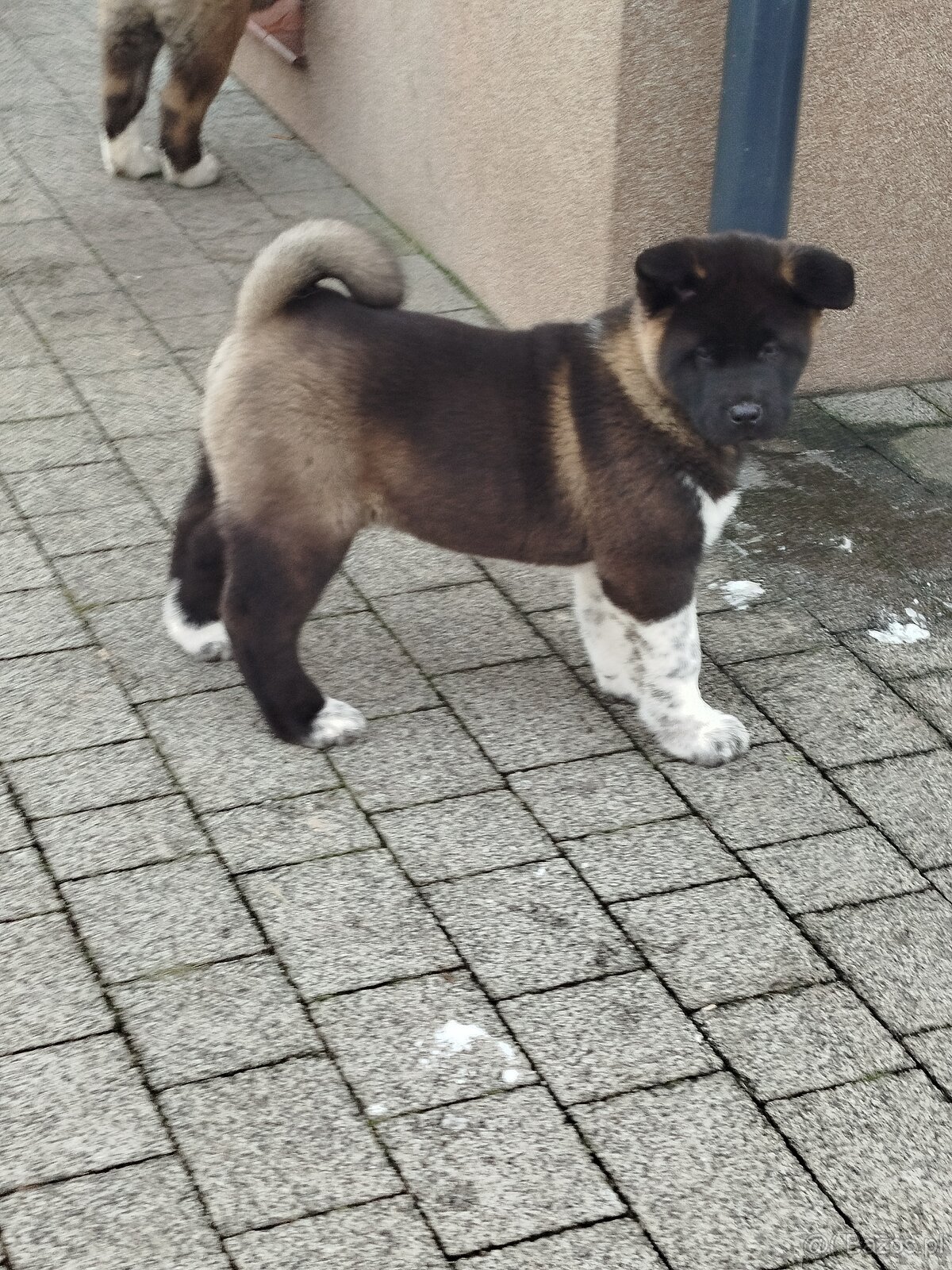 Akita amerykańska suczka - 3