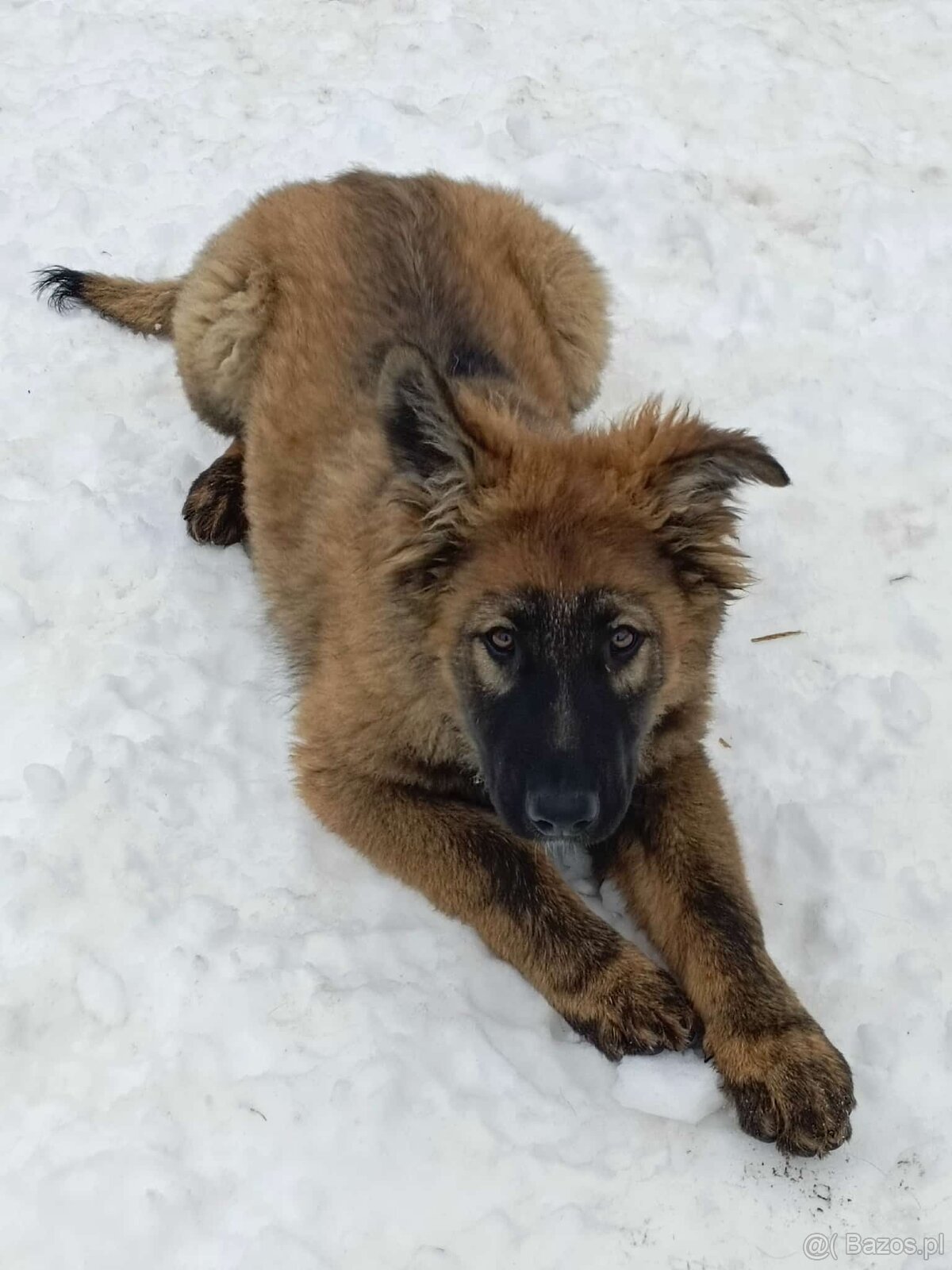 Suczka owczarek niemiecki długowłosy - 3