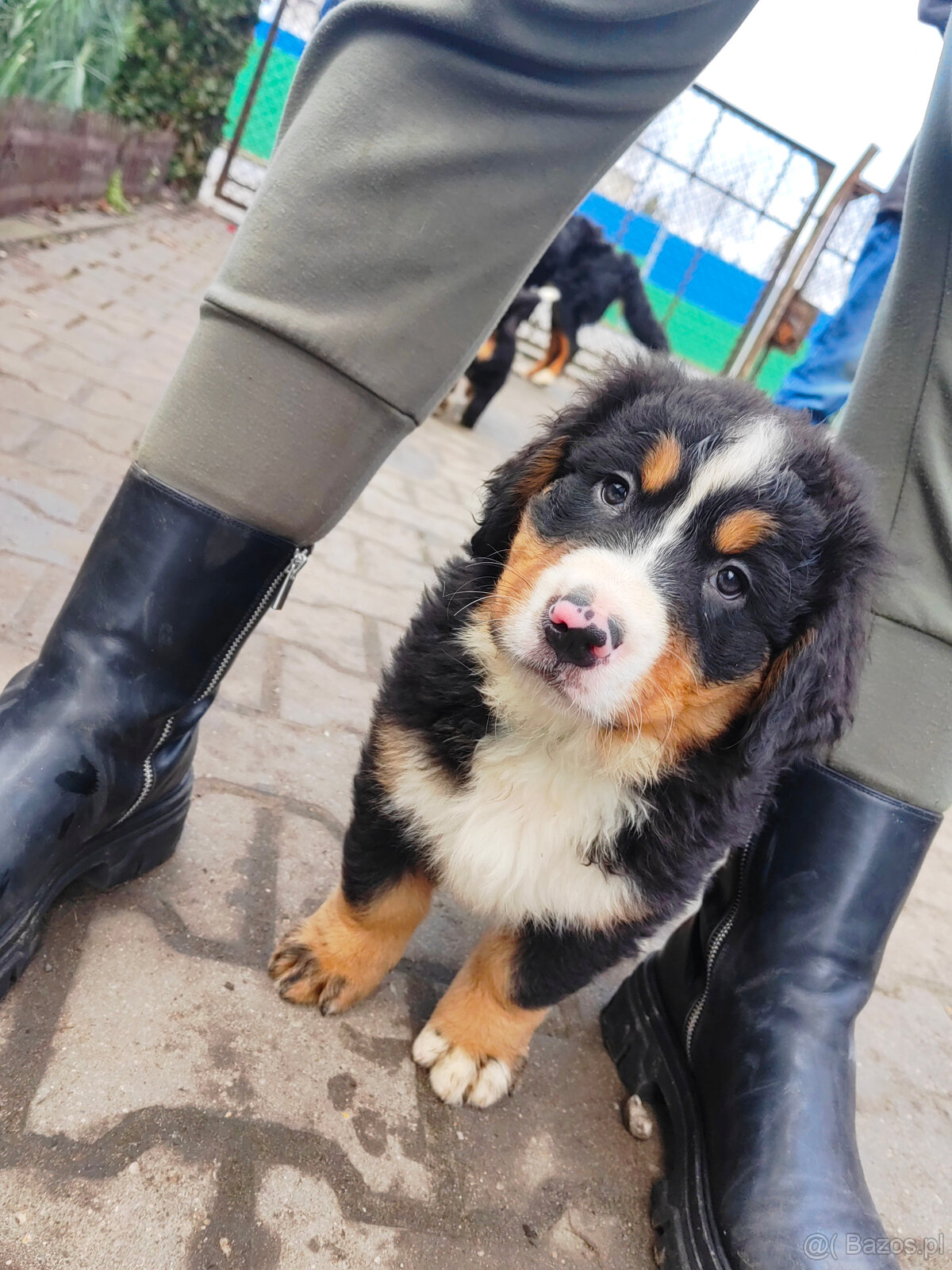 Szczenieta Berneński Pies Pasterski - 3