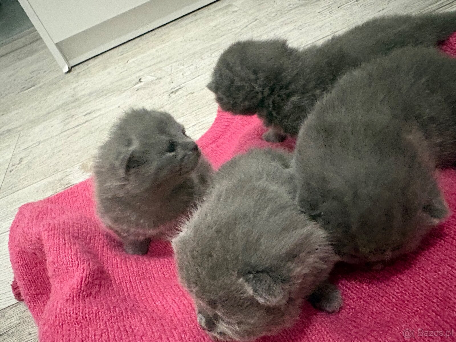 Koty brytyjskie niebieskie krótkowłose z rodowodem - 3