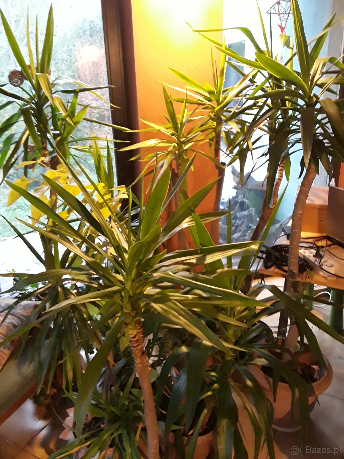 Kiaty doniczkowe - 3