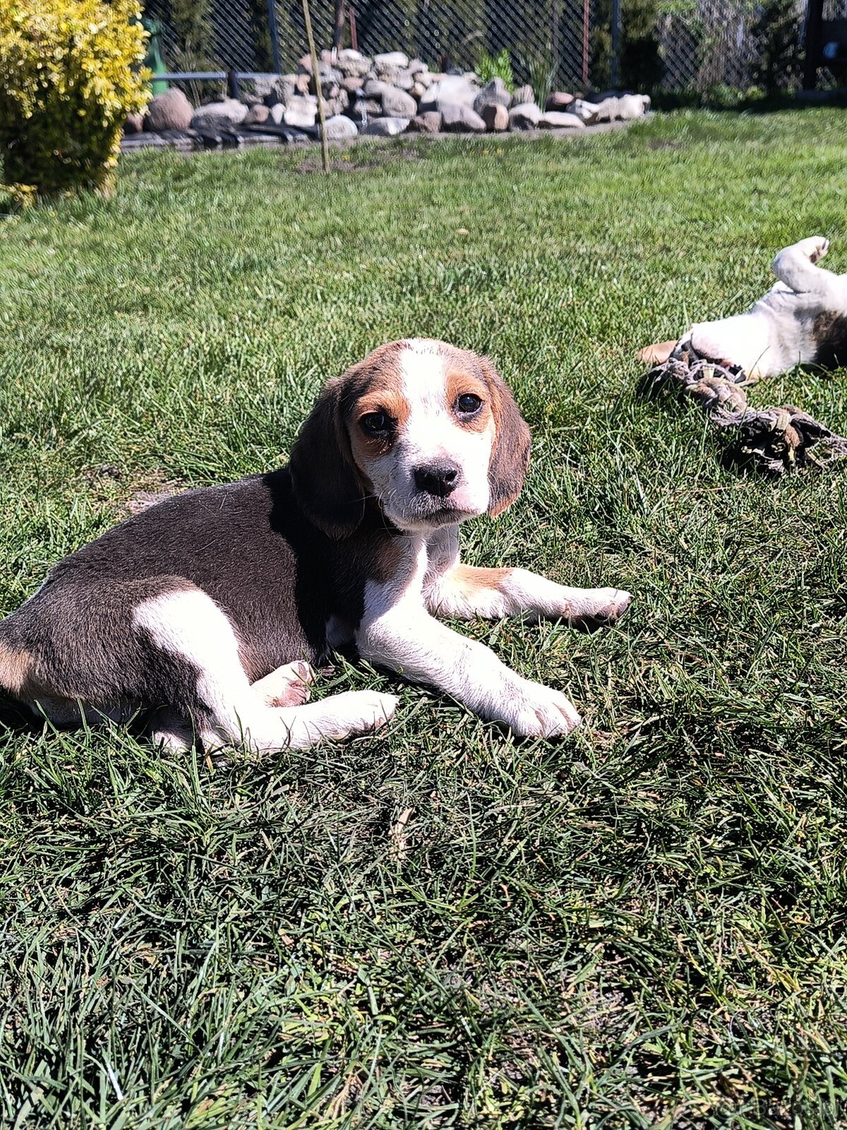 Beagle - 3