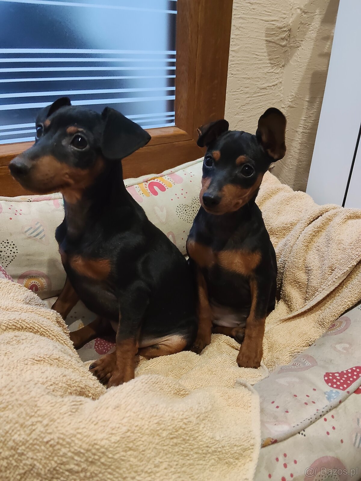 Pinczer miniaturowy - 3