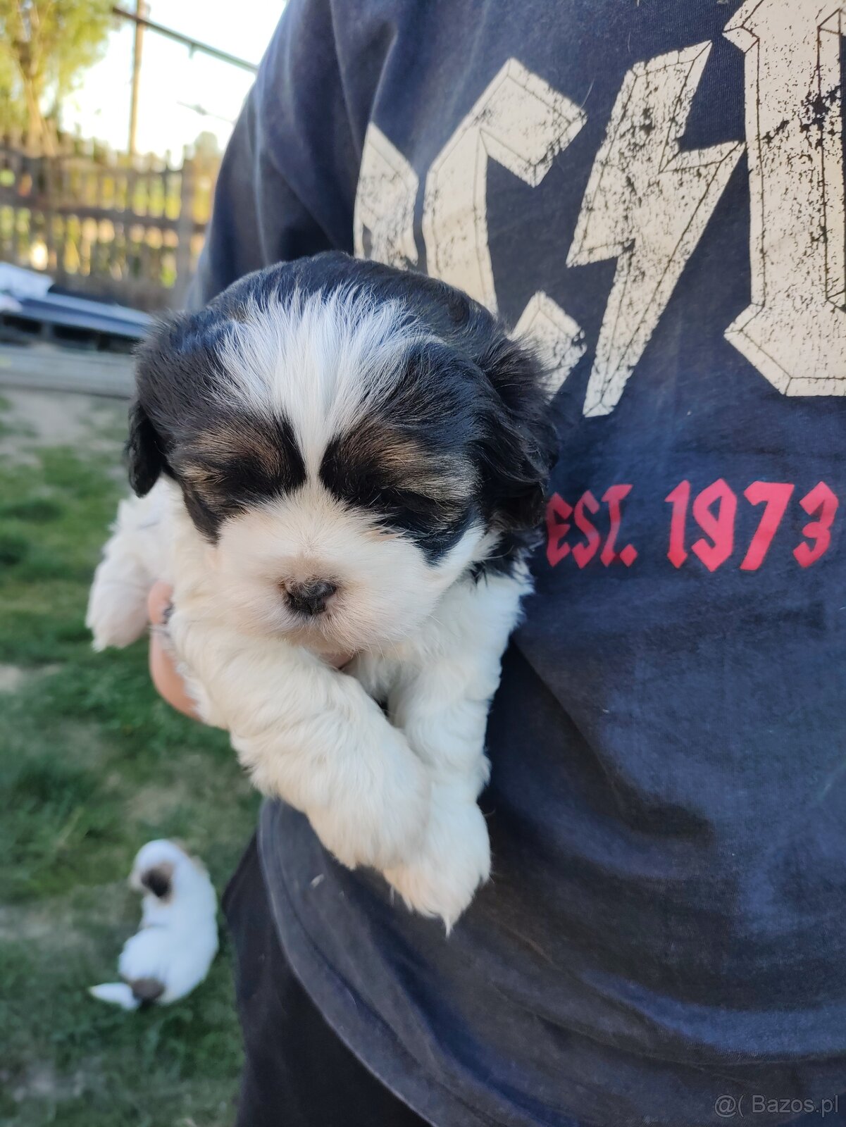 Suczki shih -tzu - 3