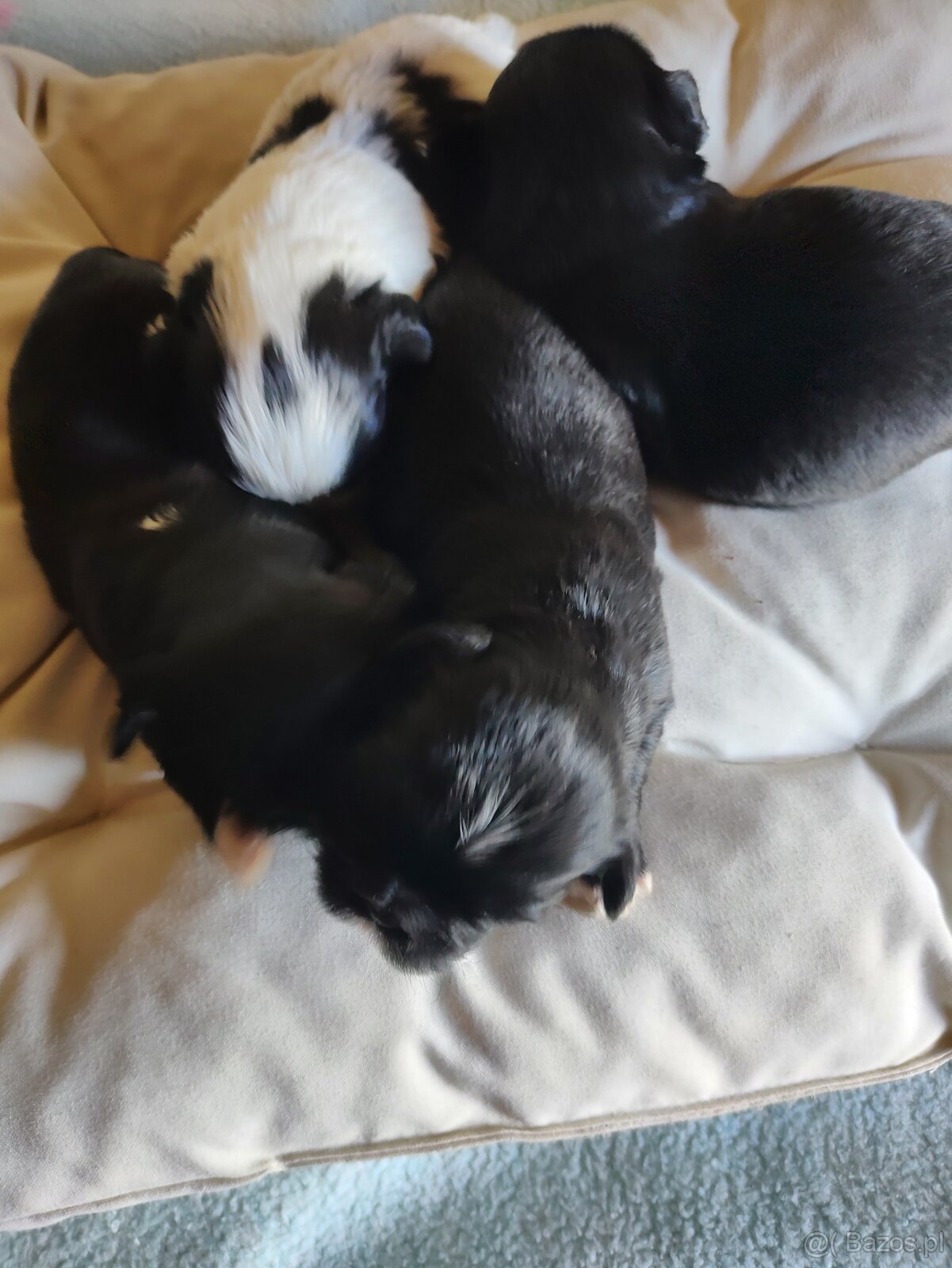 Shih-tzu - 3