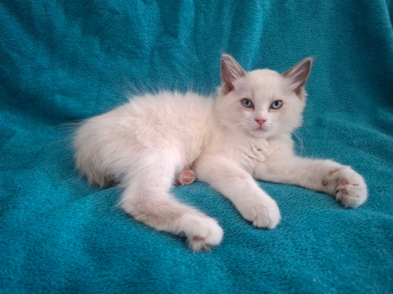 Rodowodowe kocięta Ragdoll - gotowe do zamieszkania - 3