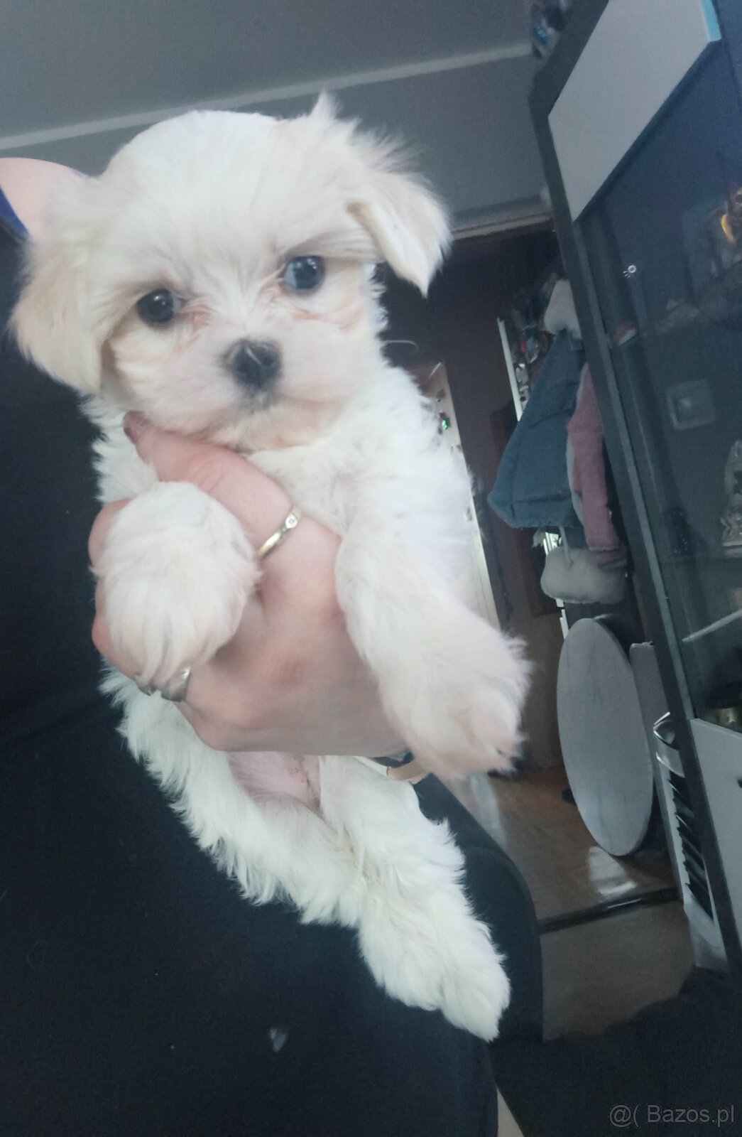 Maltańczyki szczeniaki , maltańczyk - 3