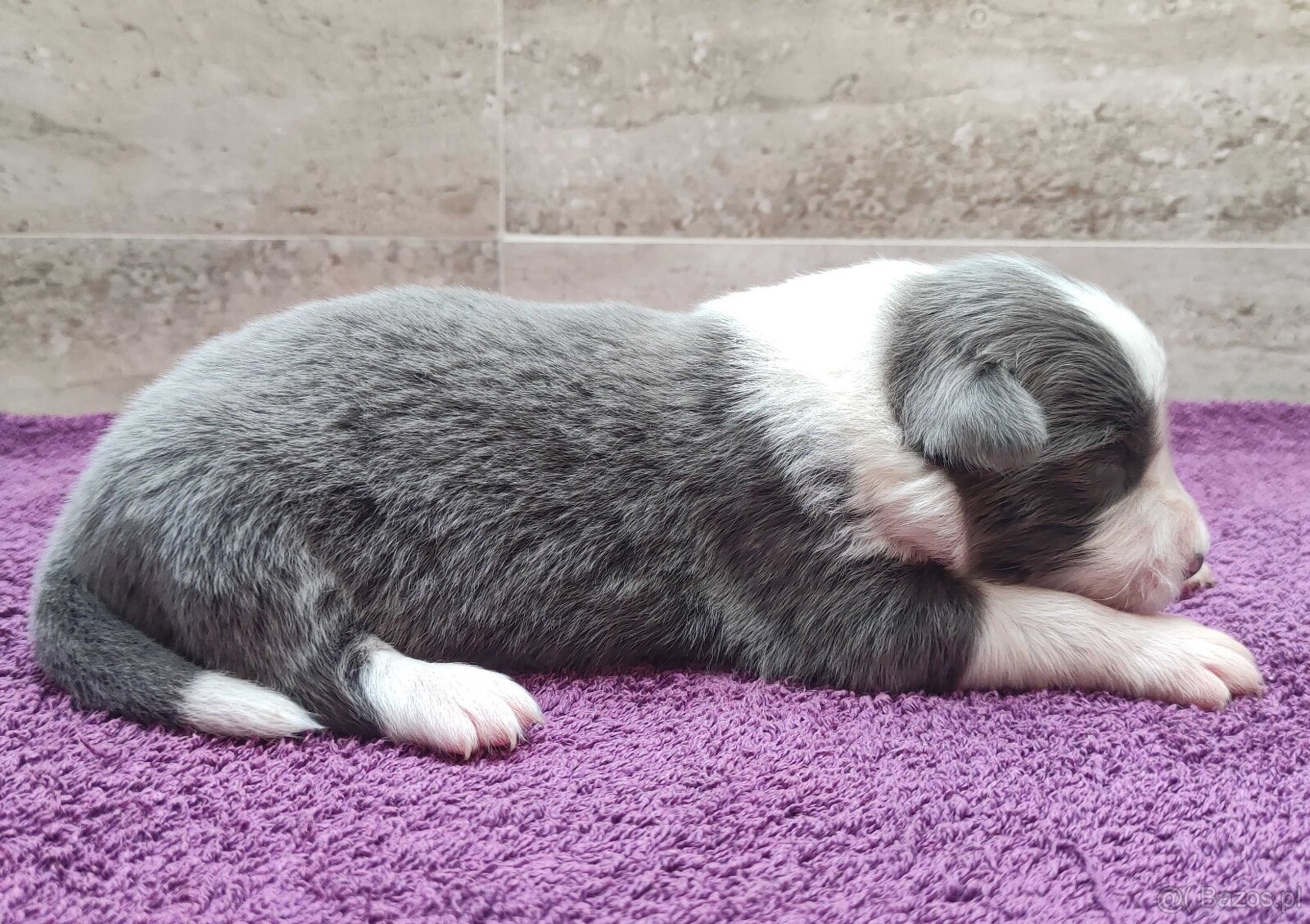 Rasowy Pies Border Collie - Szczeniak WINTER z pełną dok. z - 3