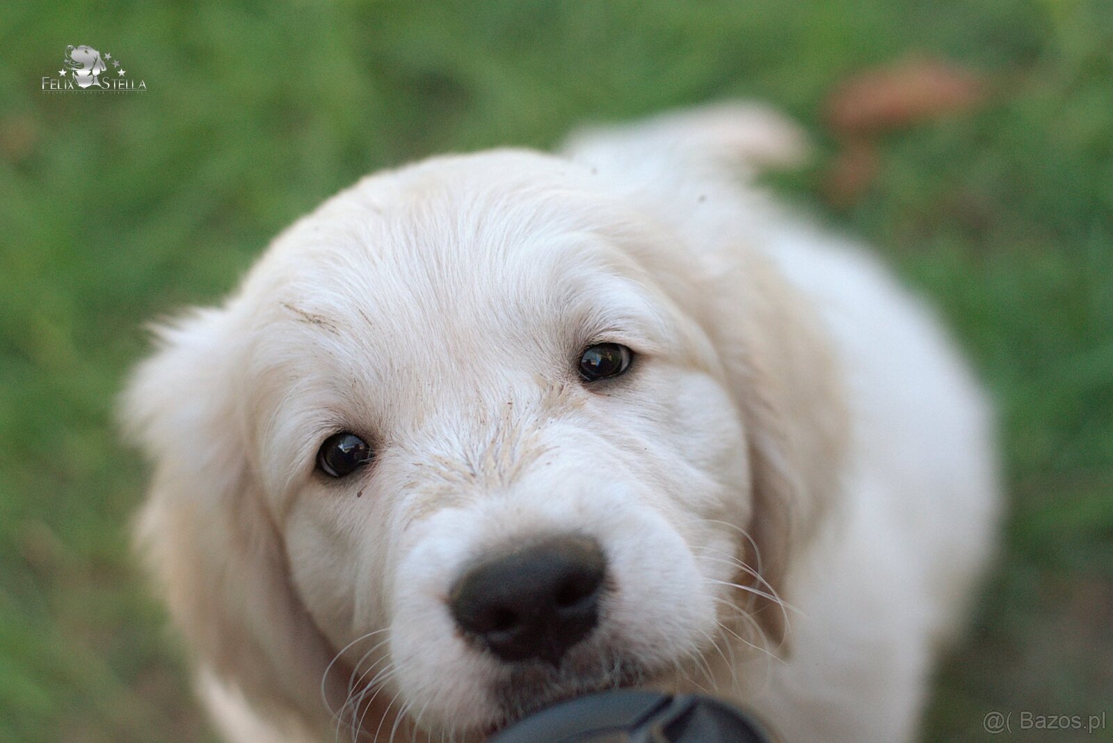 Sprzedam psa golden retriever ZkwP/FCI - 3