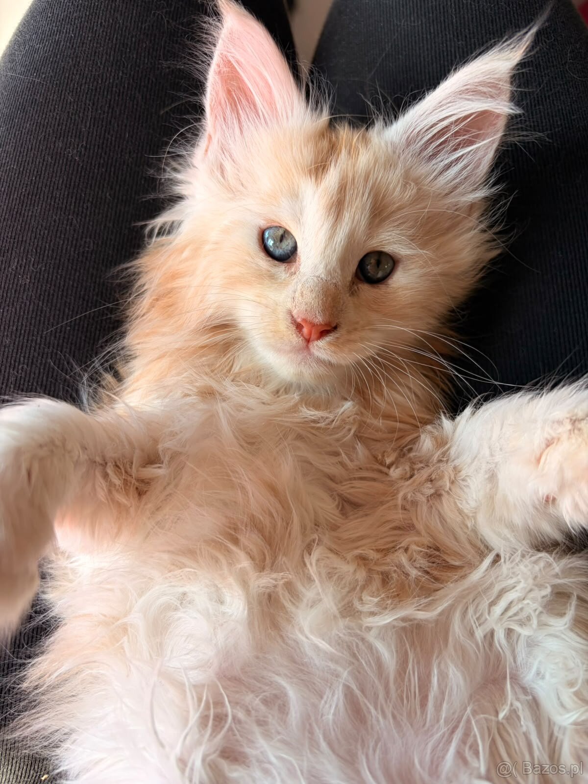 Maine Coon – wyjątkowe kocurki szukają kochających - 3