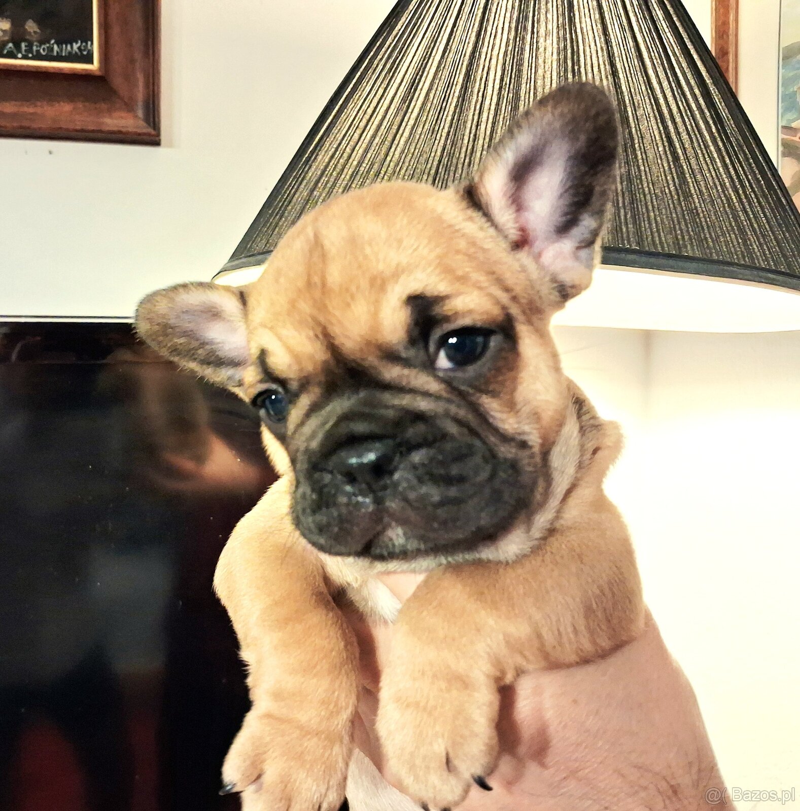 Buldog Francuski pieski - 3