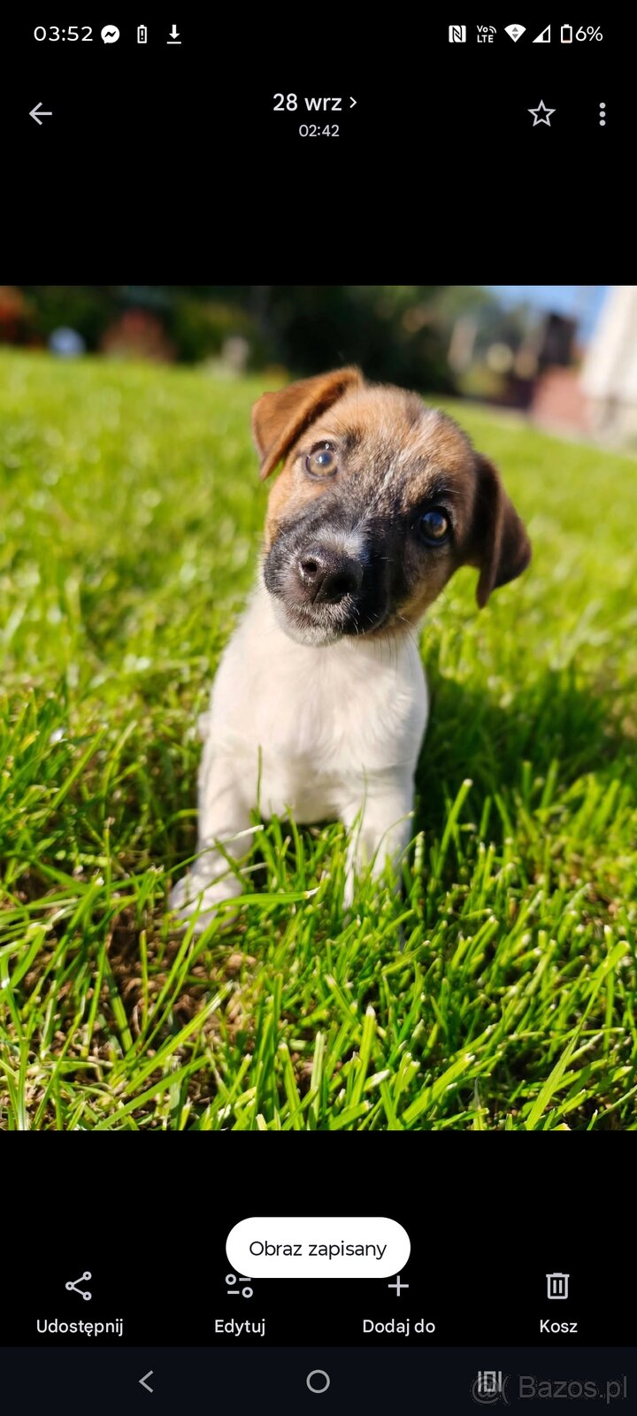 Jack Russell Terrier - suczka - nie do hodowli - 3